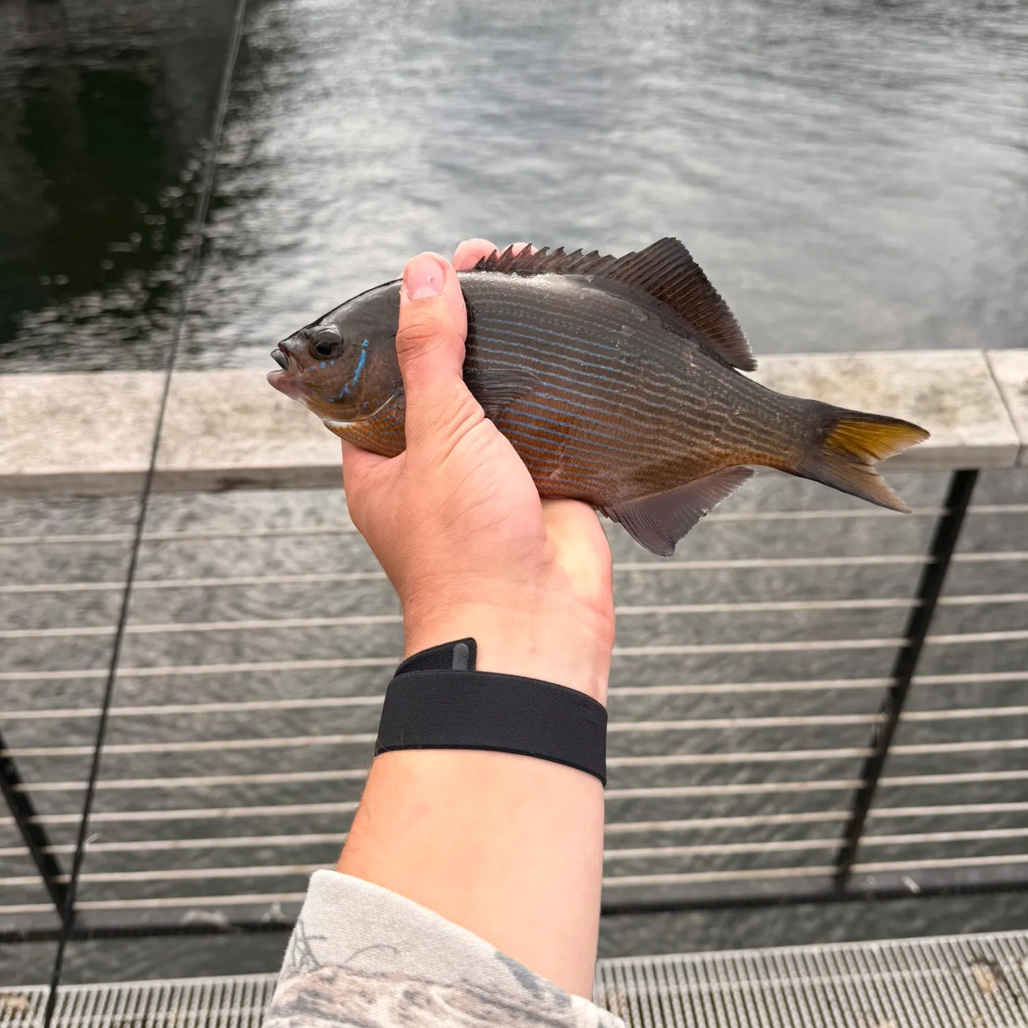 The most recent Striped seaperch catches on Fishbrain