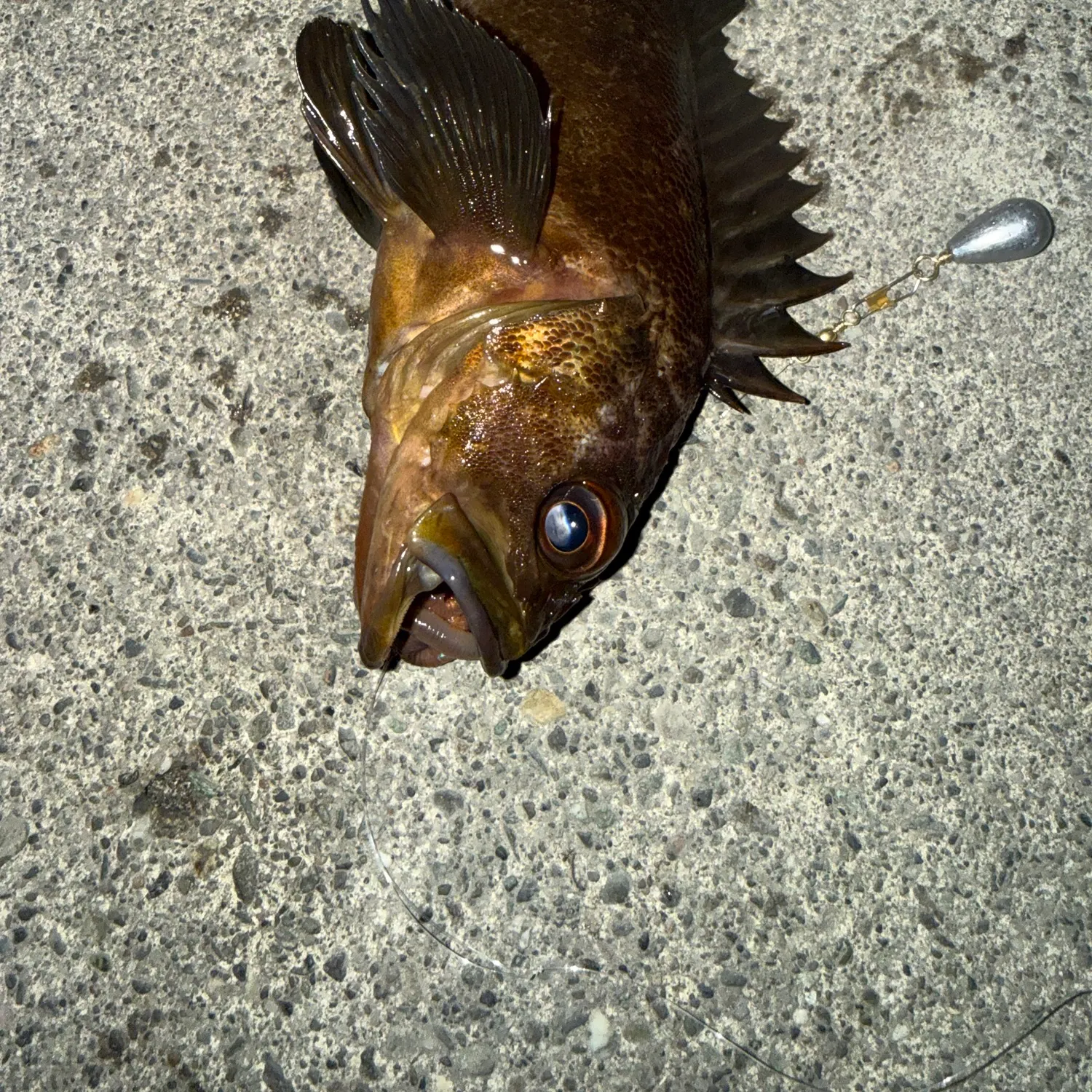 Copper rockfish caught on Fishbrain