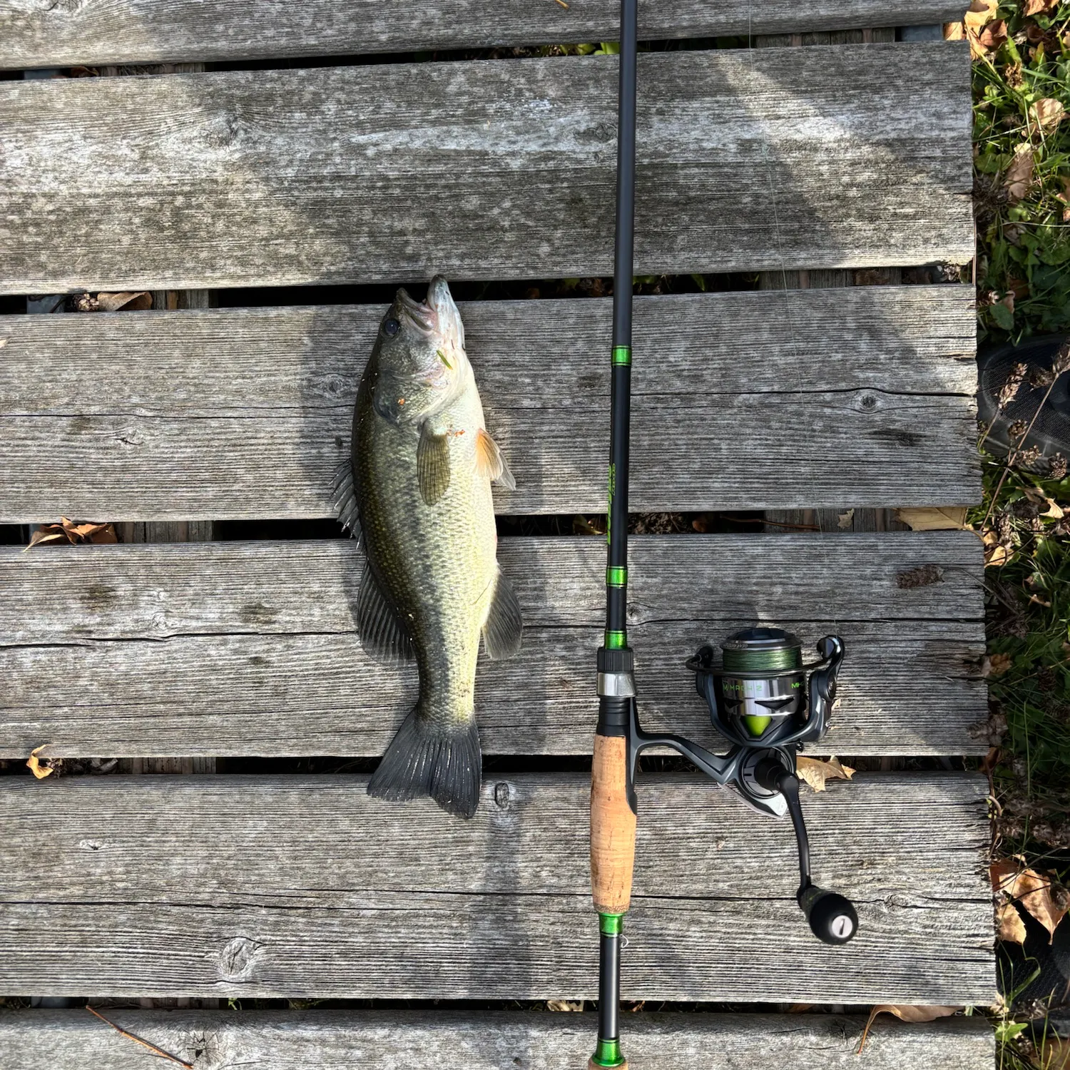 Largemouth bass caught on Fishbrain