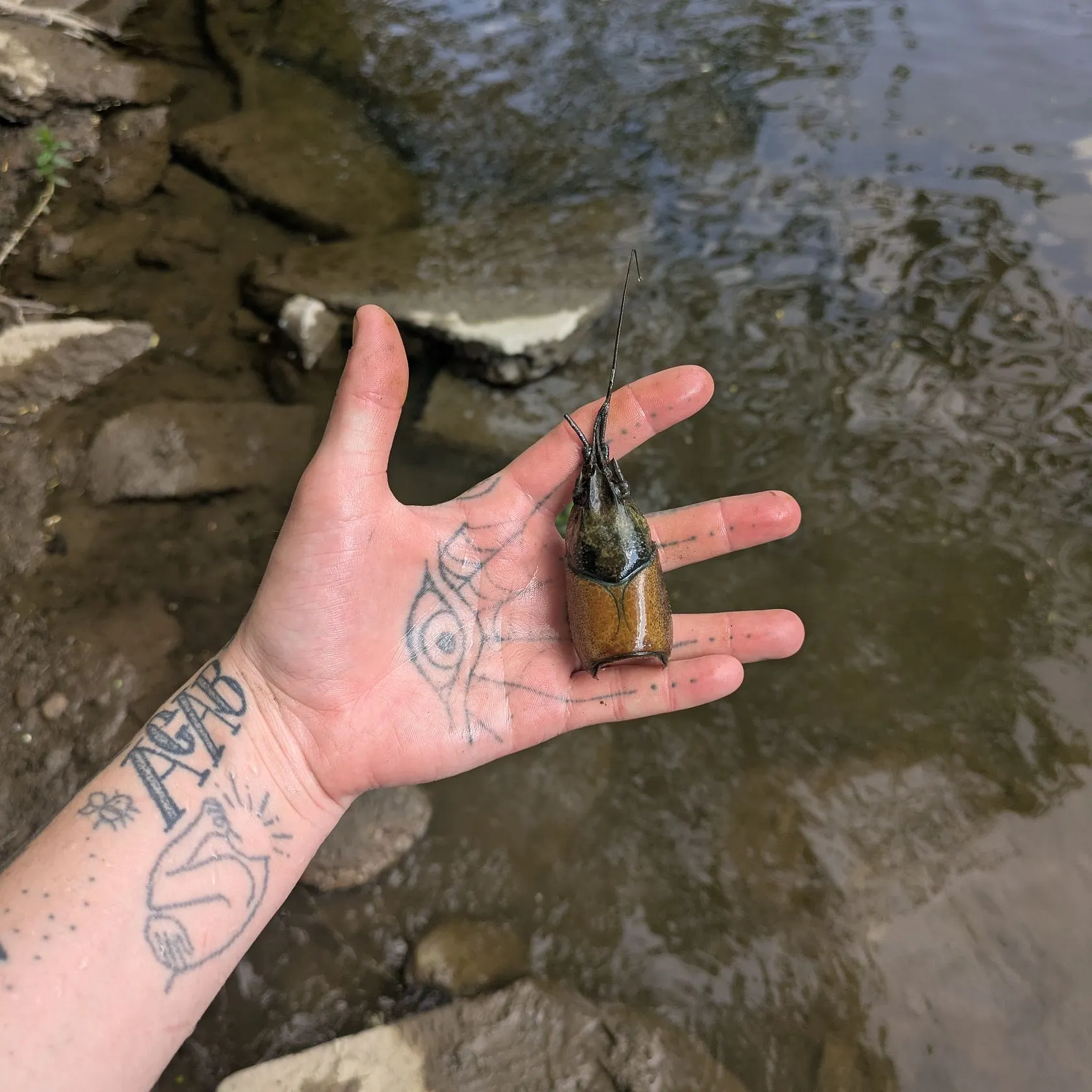 The most recent Virile crayfish catches on Fishbrain