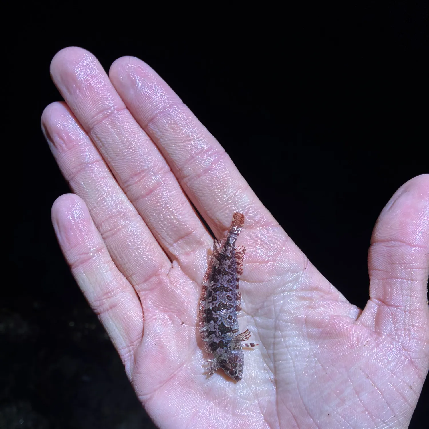 The most recent Striped kelpfish catches on Fishbrain