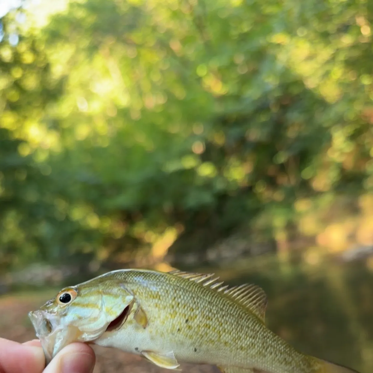 Smallmouth bass caught on Fishbrain