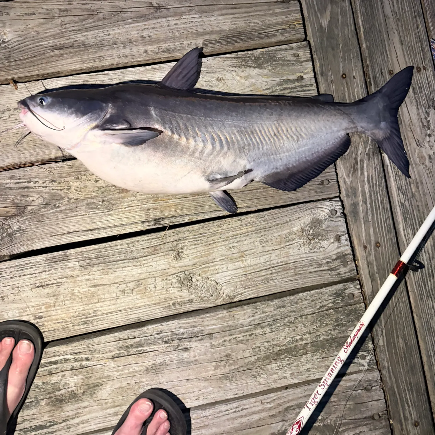 recently logged catches