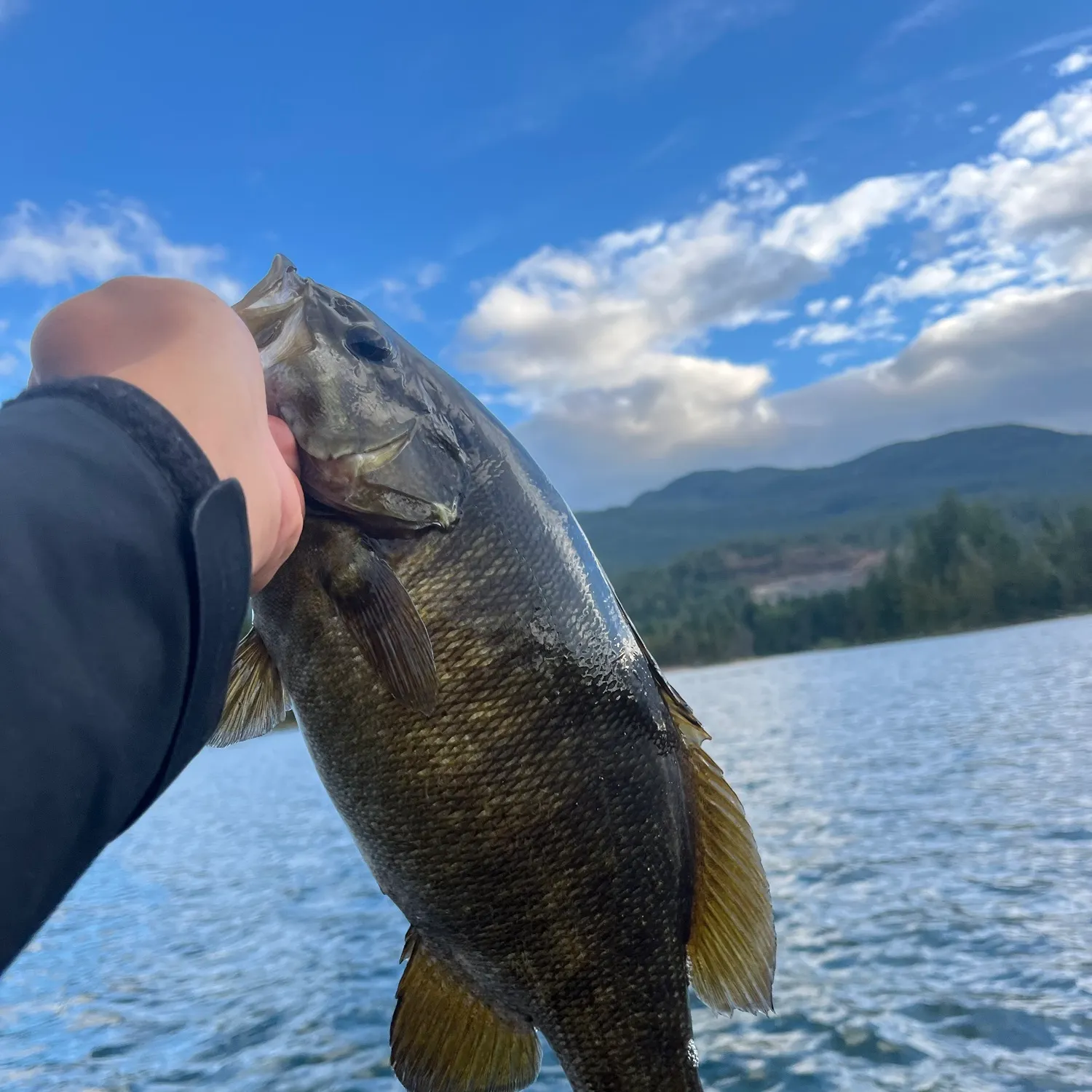 Smallmouth bass caught on Fishbrain