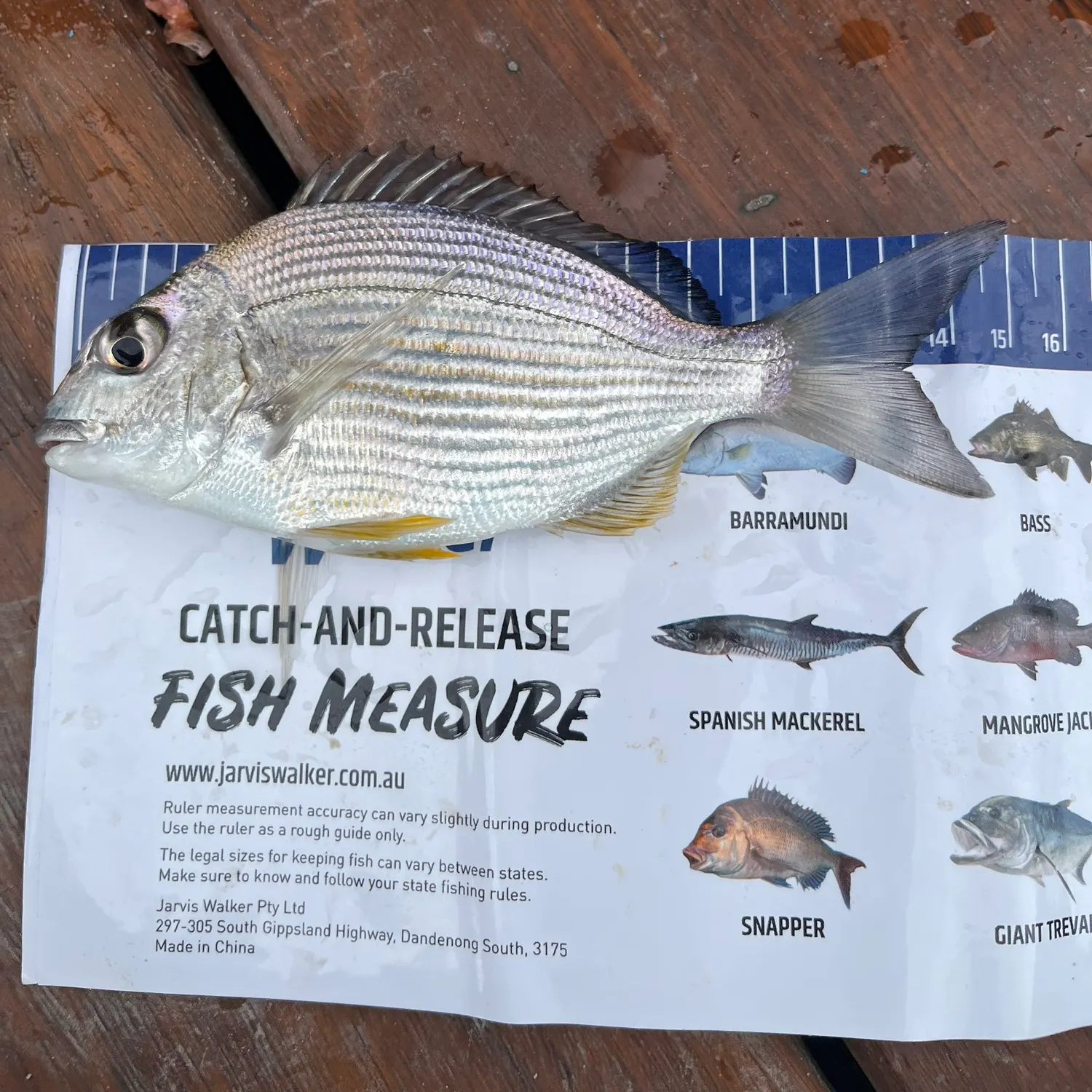 recently logged catches