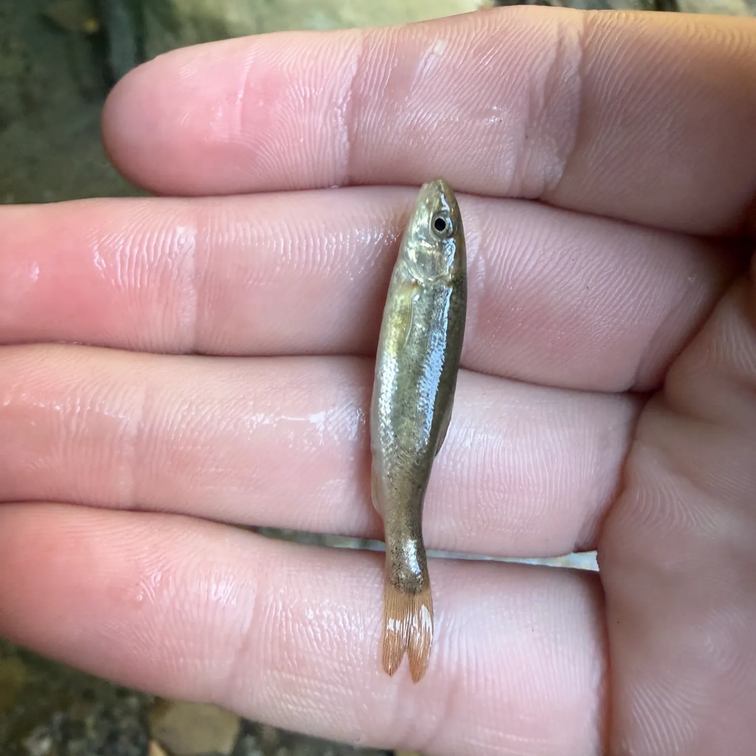 The most recent Longnose dace catches on Fishbrain