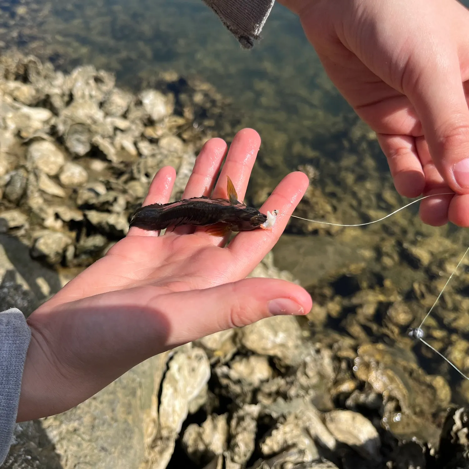 The most recent Peacock blenny catches on Fishbrain