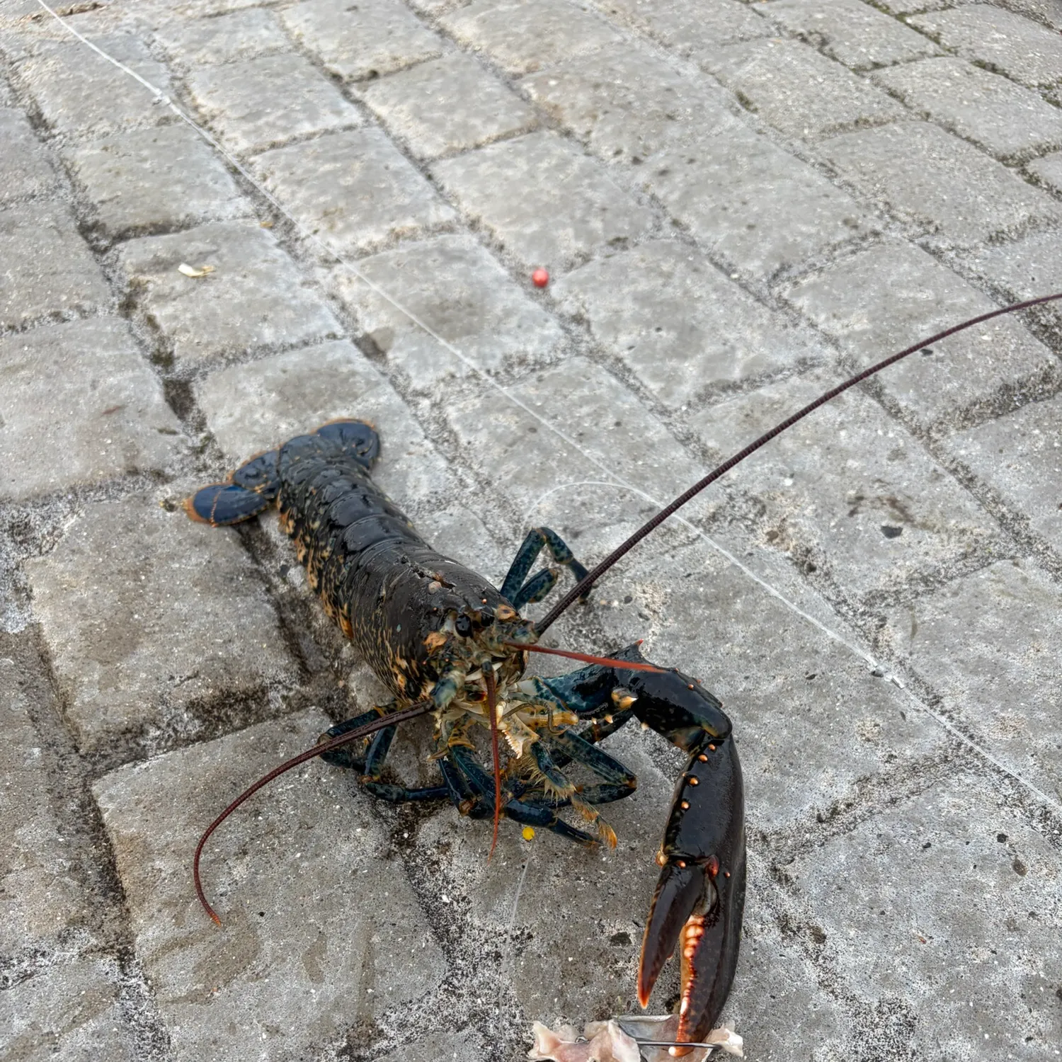 The most recent European lobster catches on Fishbrain