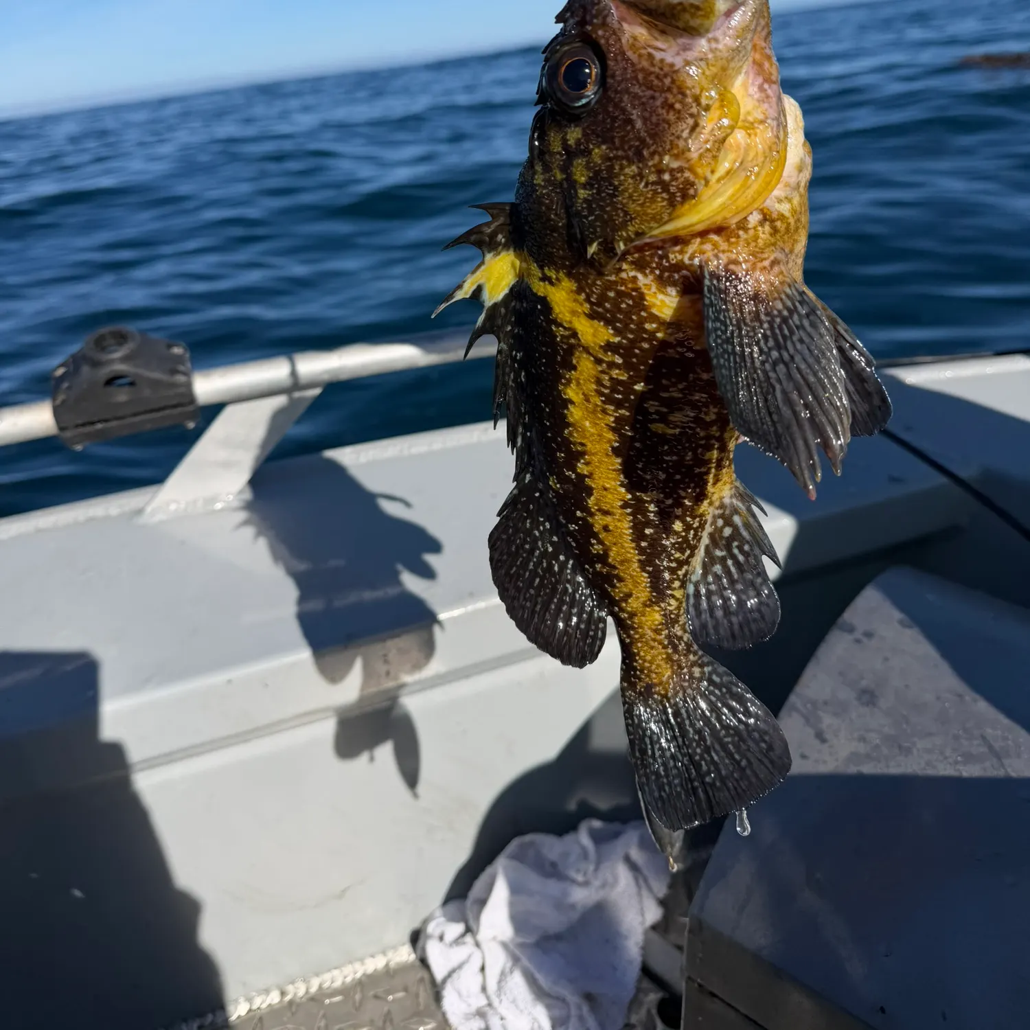 The most recent China rockfish catches on Fishbrain
