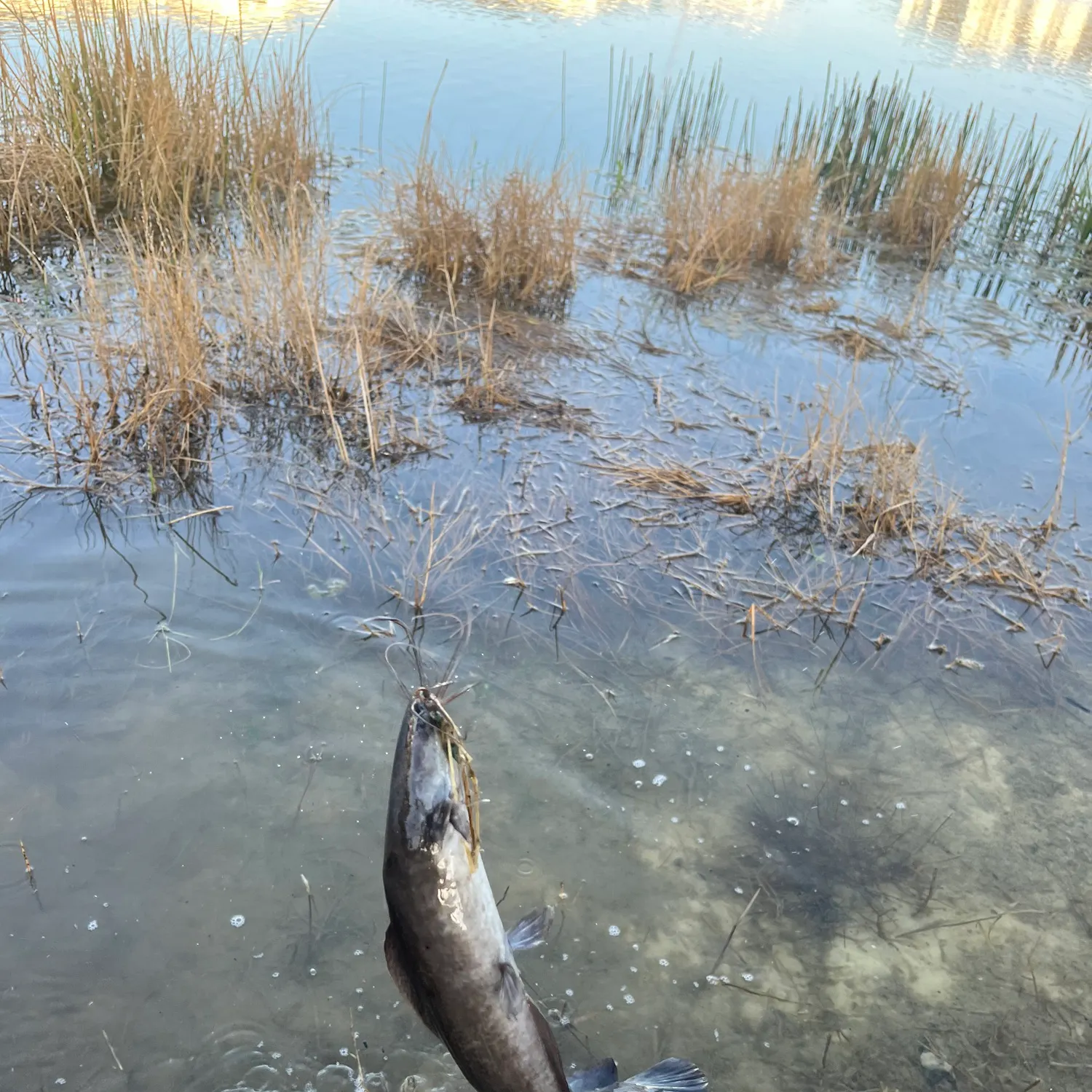 Walking catfish caught on Fishbrain