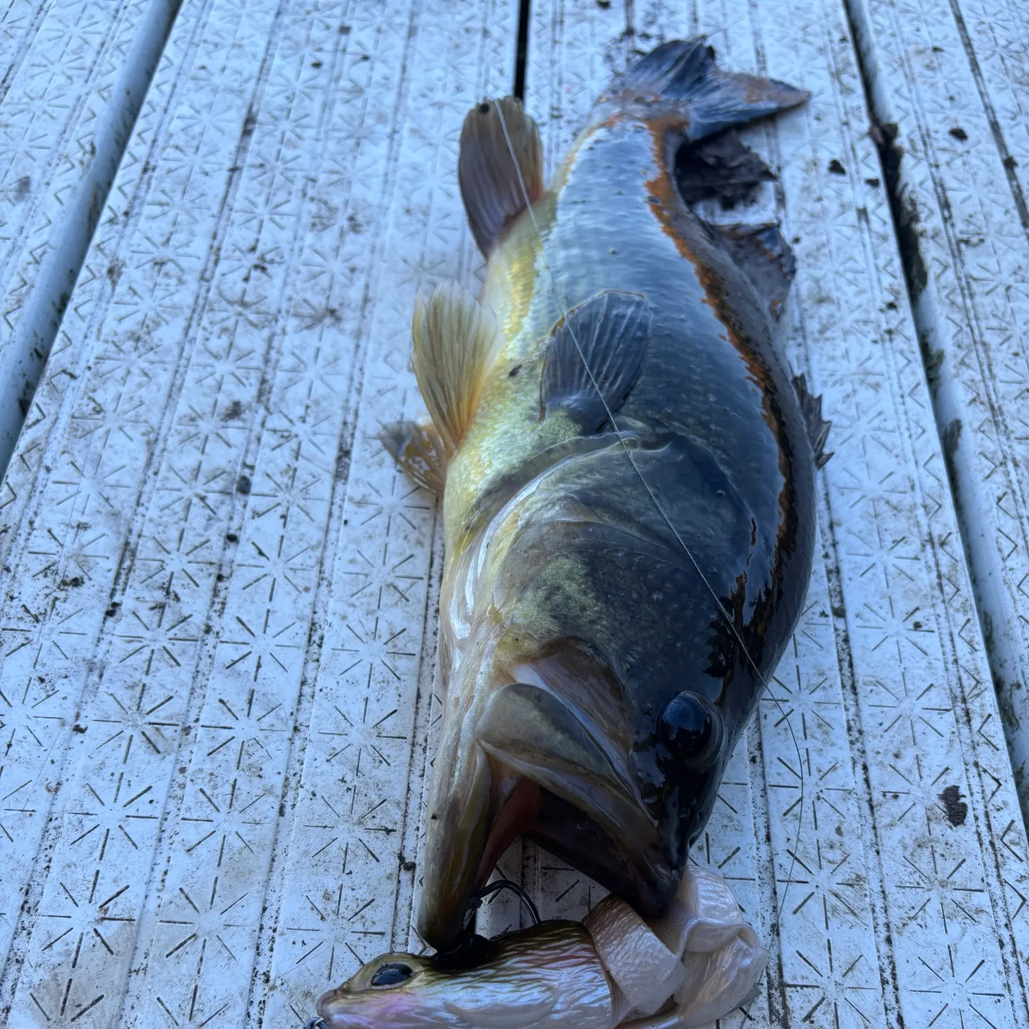 Largemouth bass caught on Fishbrain