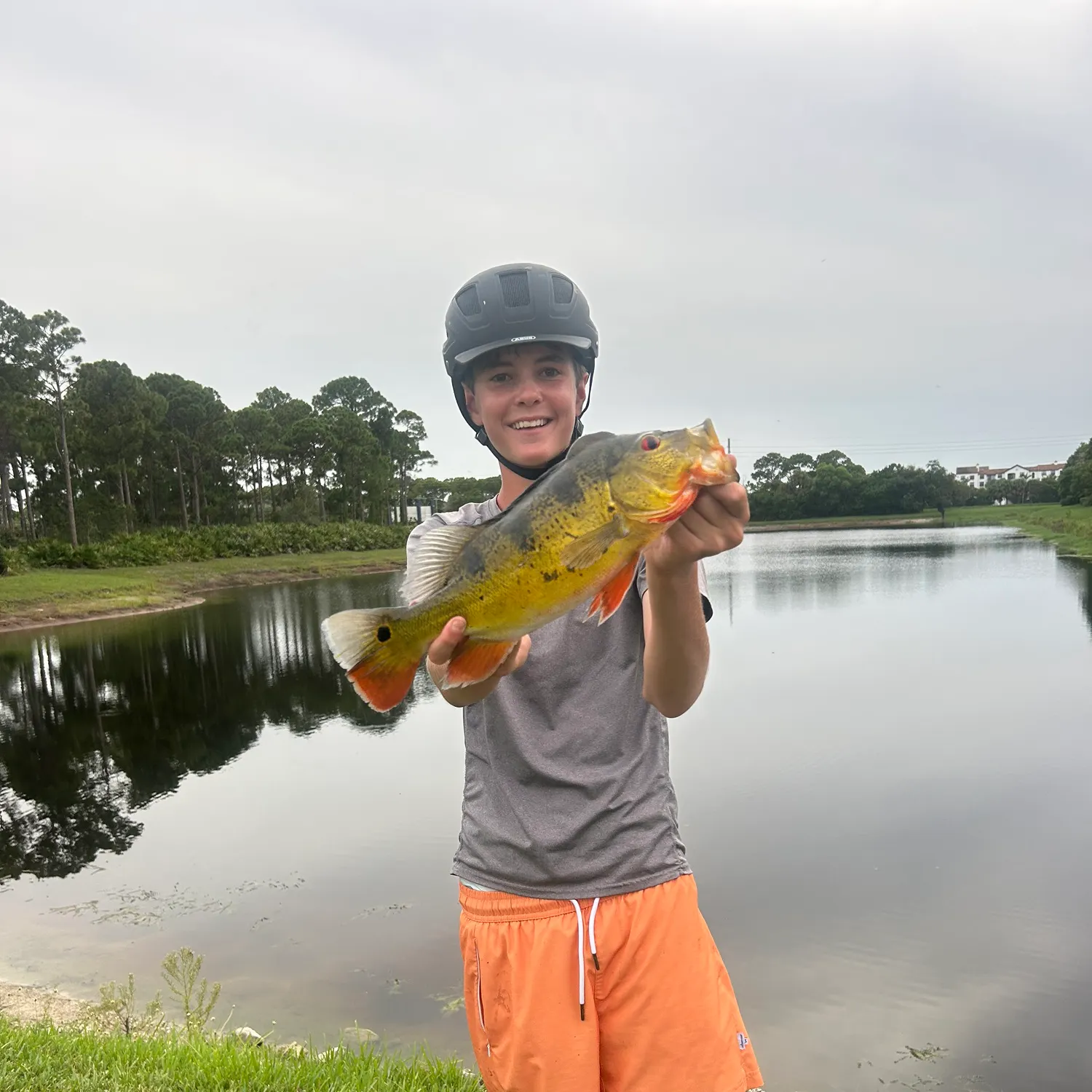Butterfly peacock bass caught on Fishbrain