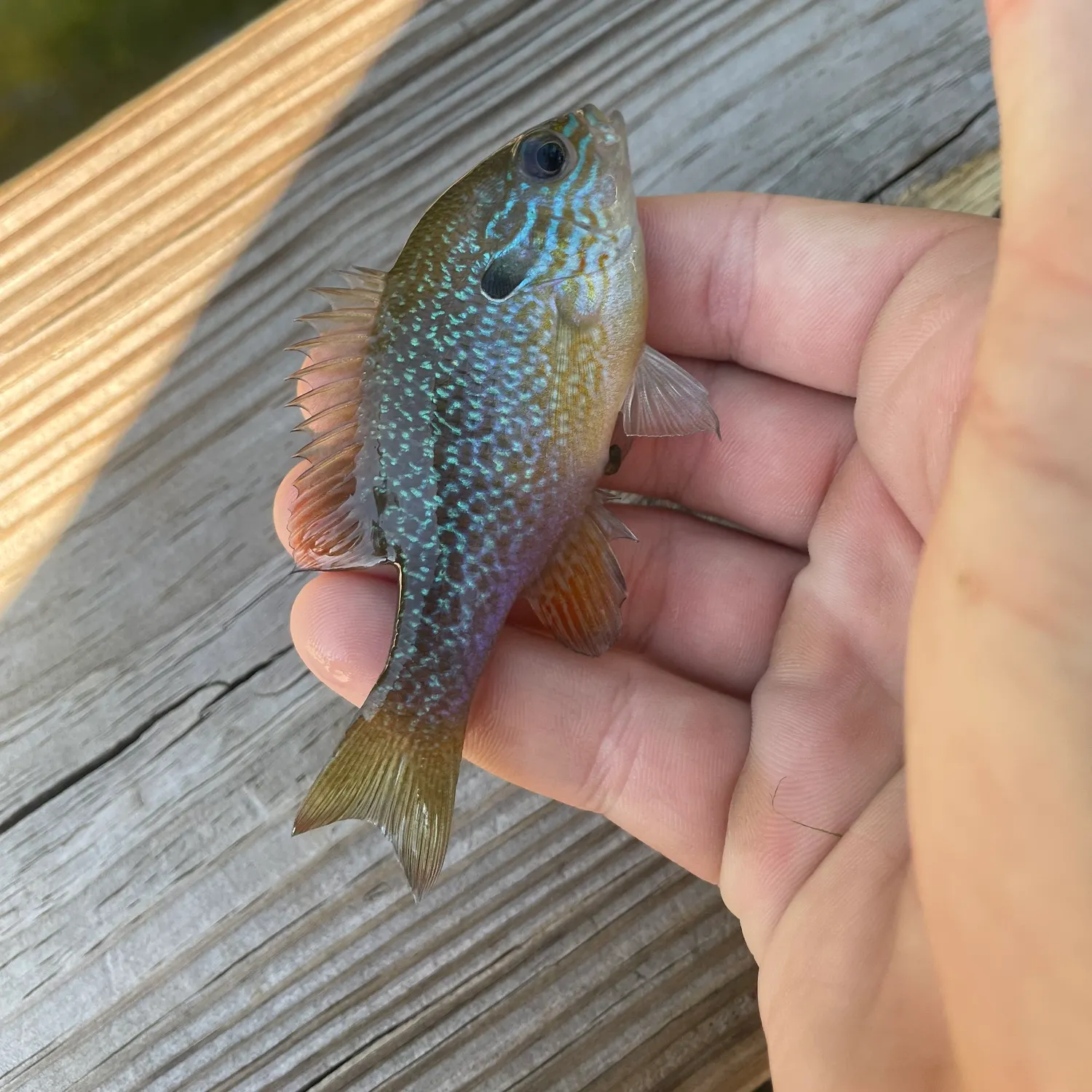Longear sunfish caught on Fishbrain