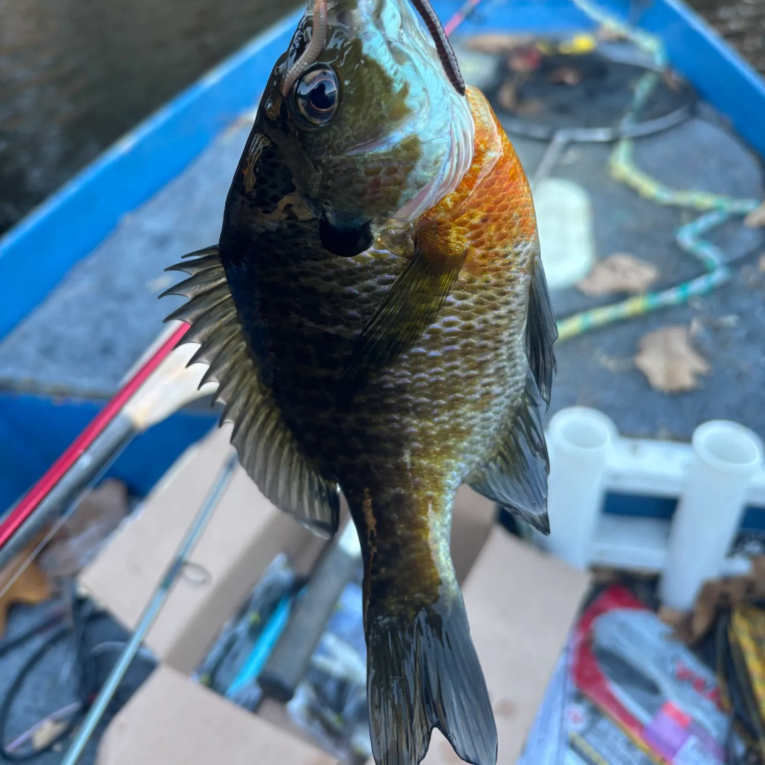 Bluegill caught on Fishbrain