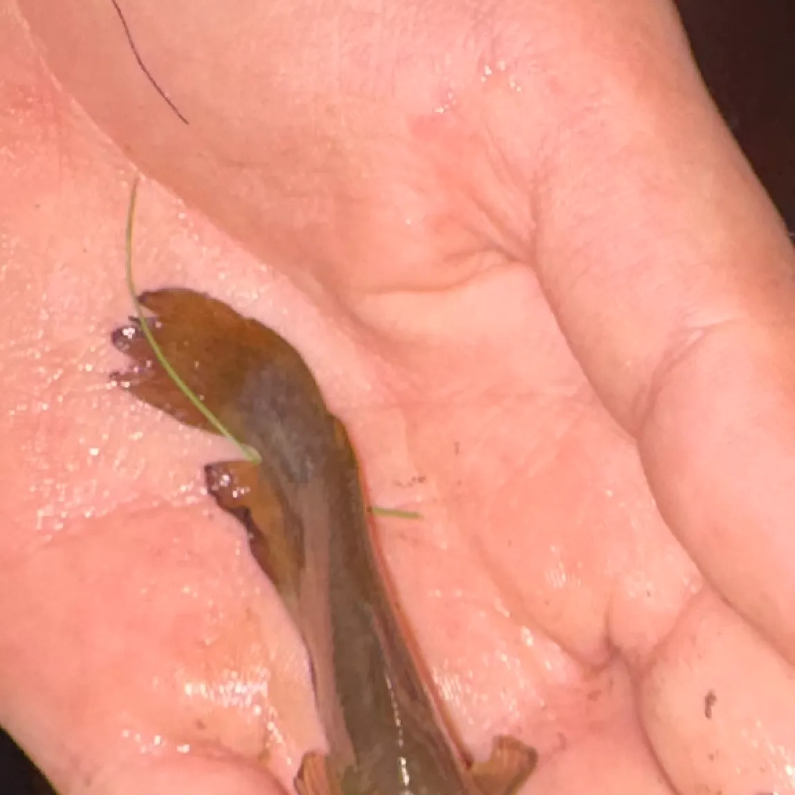Yellow bullhead caught on Fishbrain