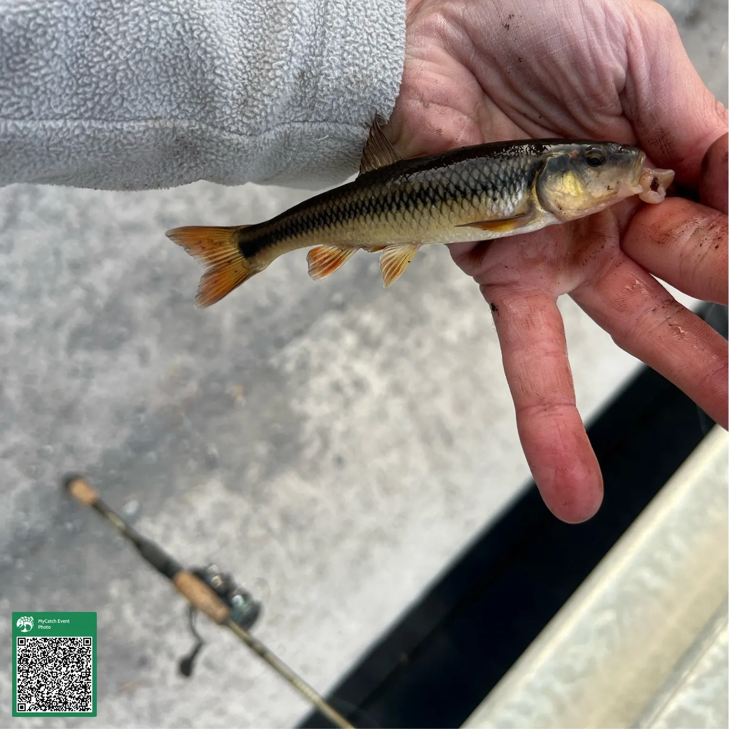 Hornyhead chub caught on Fishbrain
