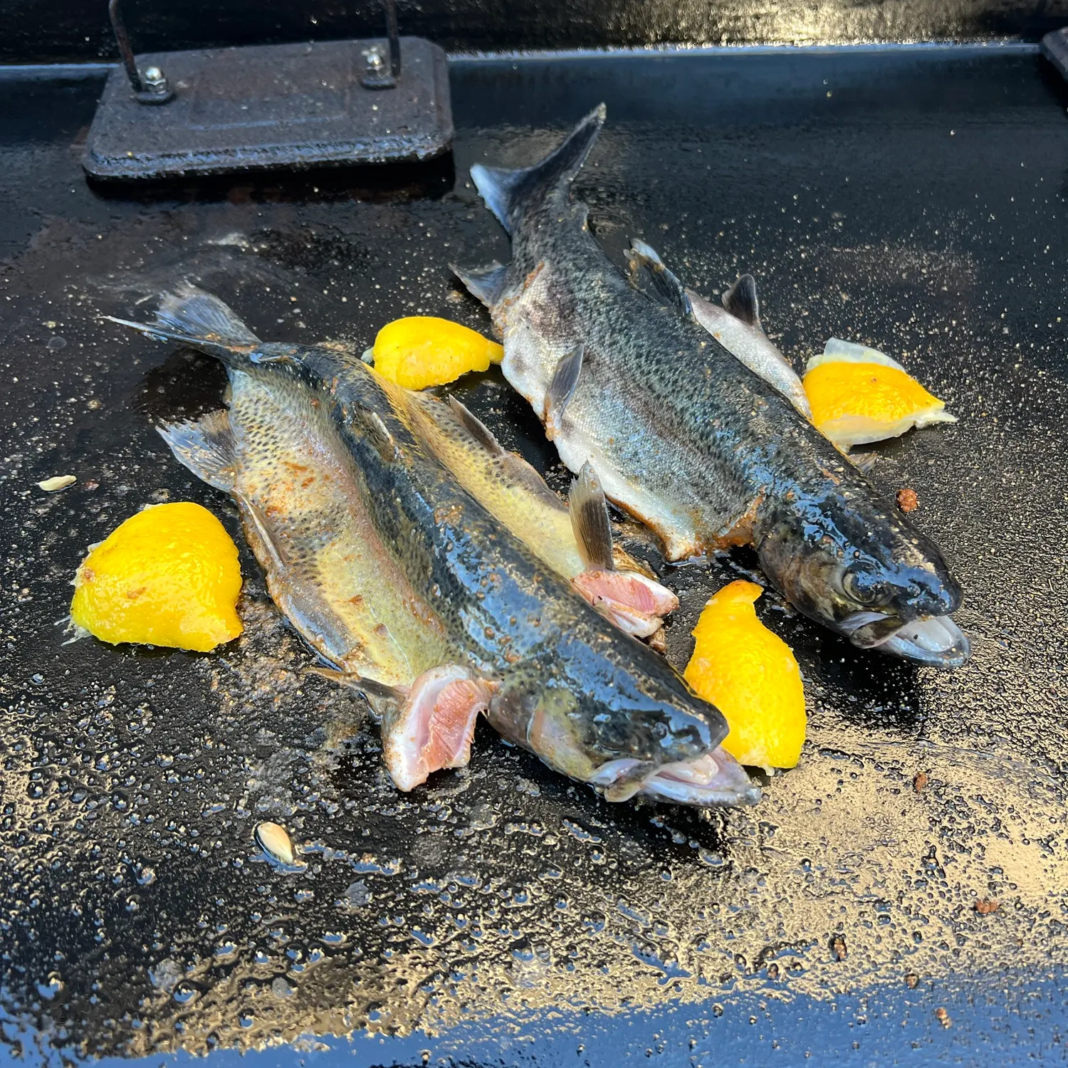 Rainbow trout caught on Fishbrain