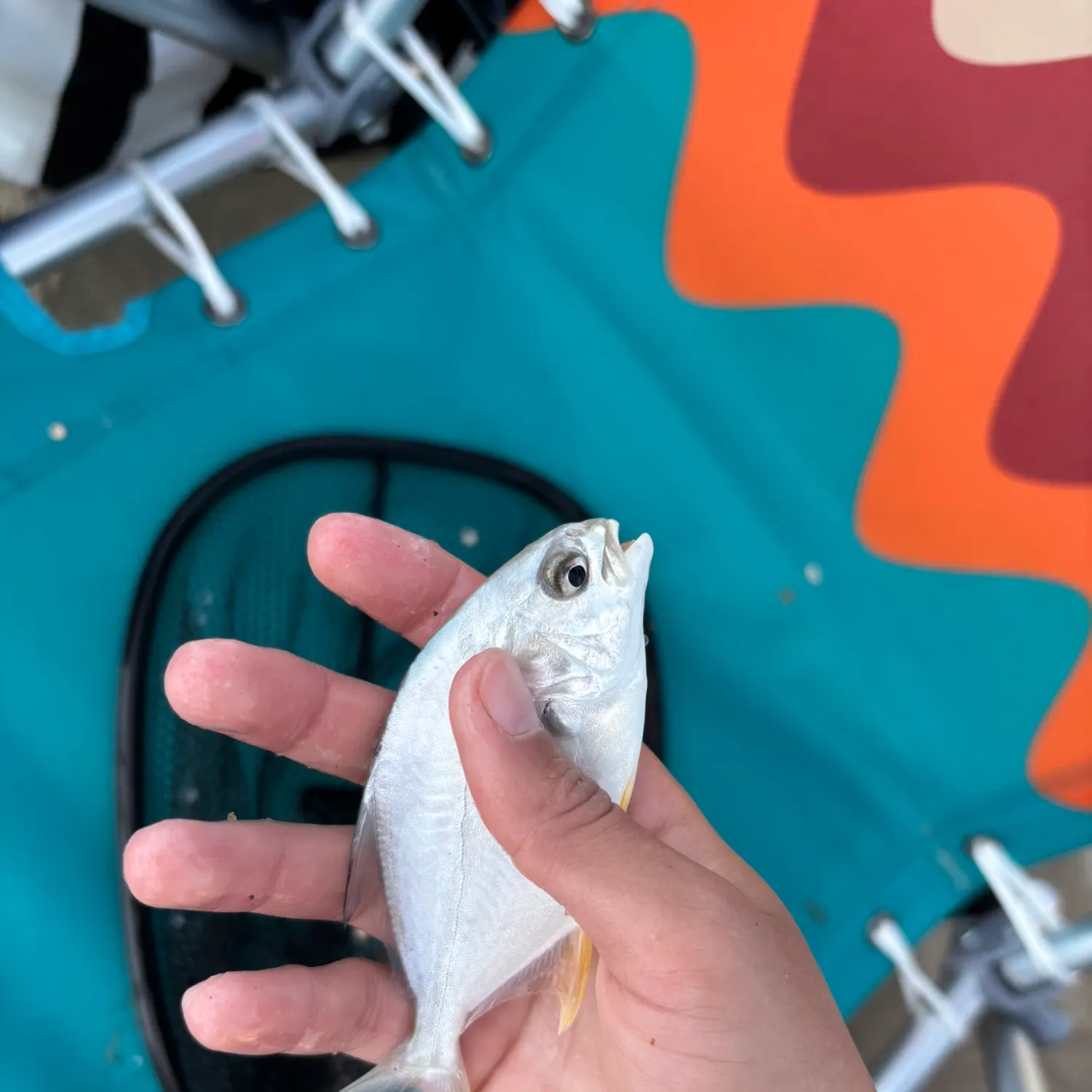 The most recent Shortfin pompano catches on Fishbrain