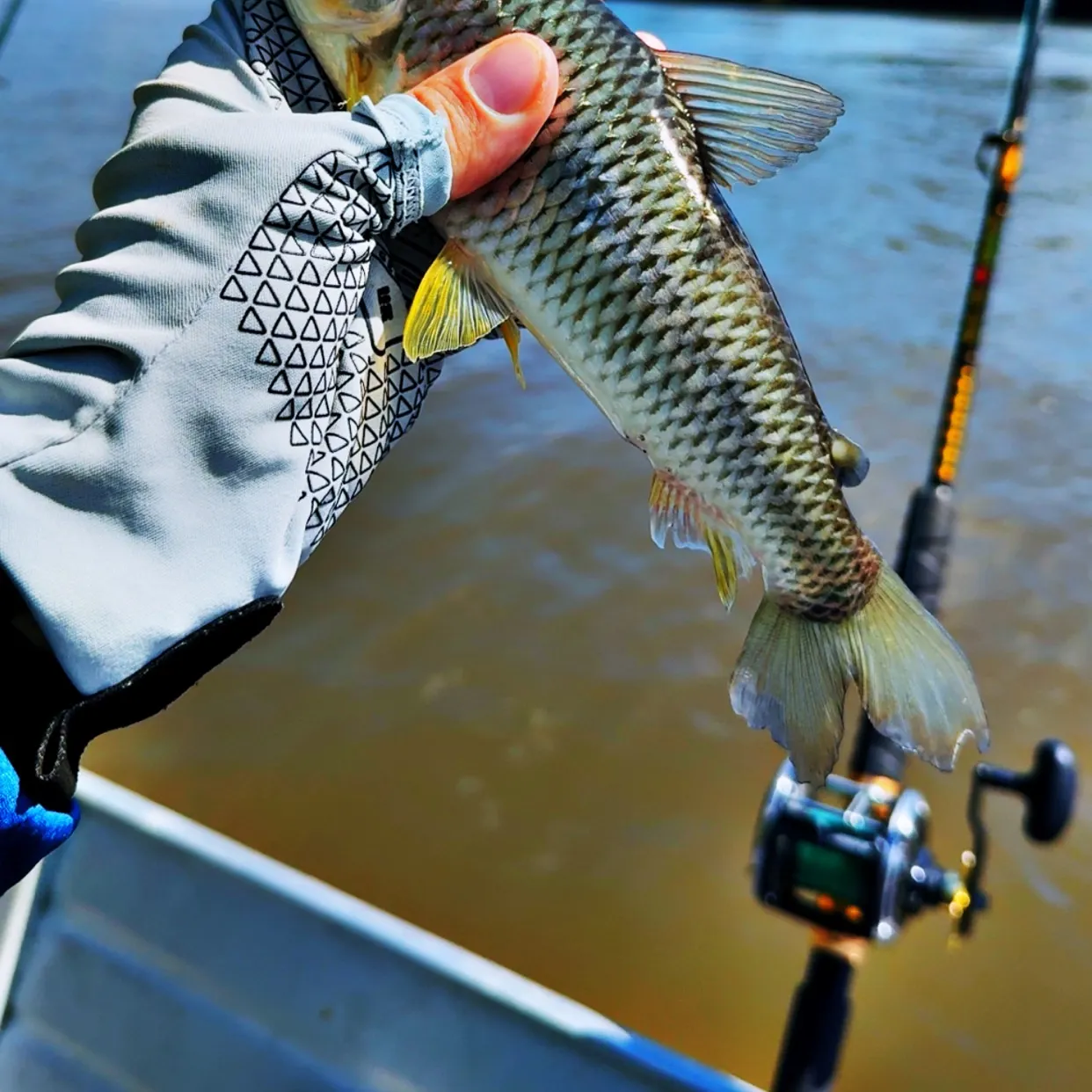 The most recent Threespot leporinus catches on Fishbrain