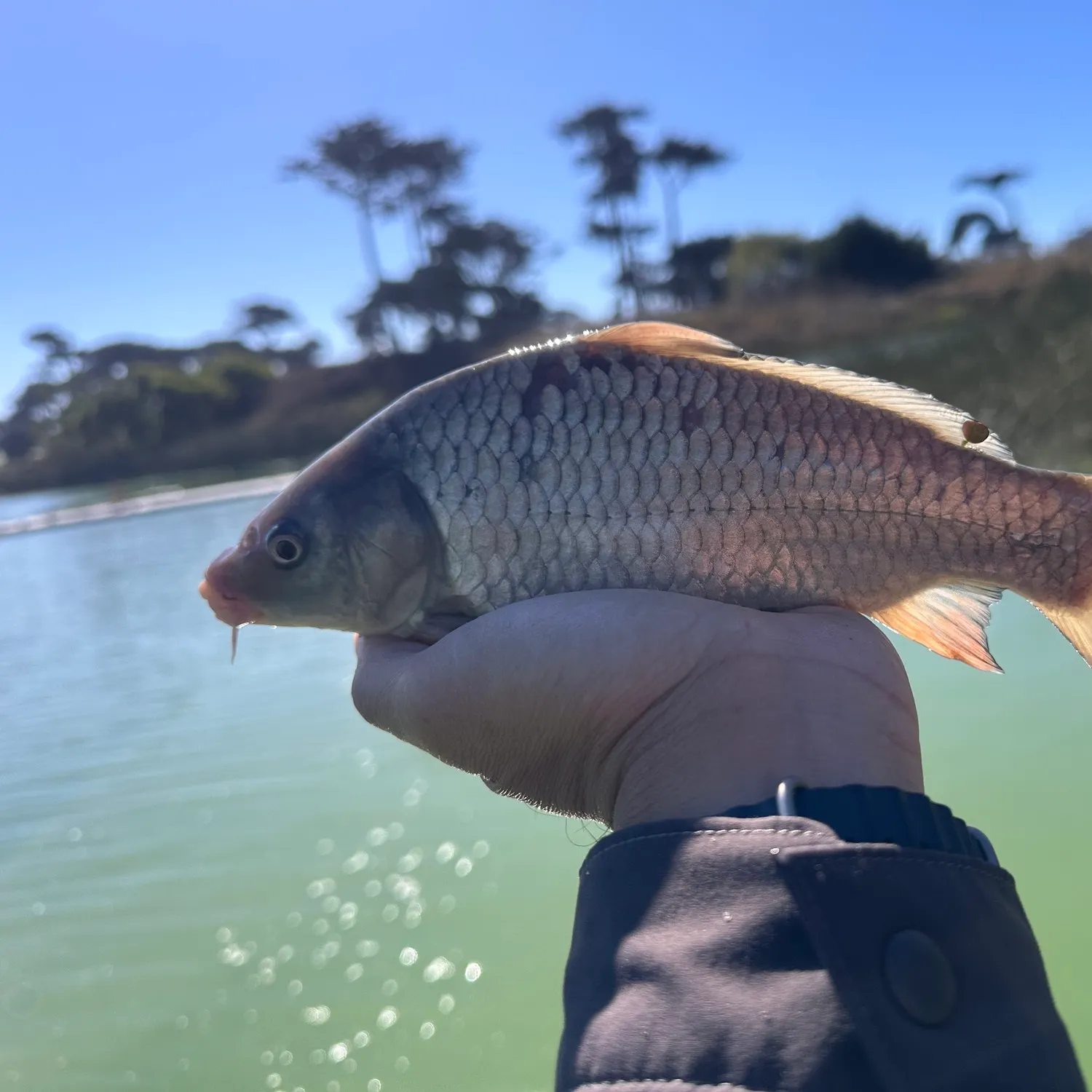 Common carp caught on Fishbrain