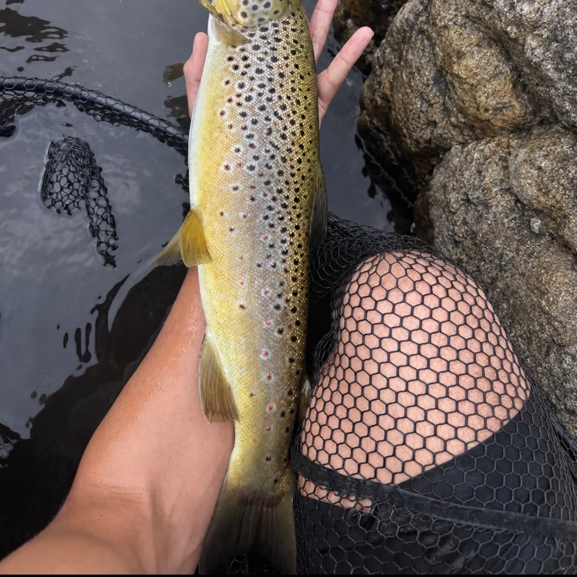 Brown trout caught on Fishbrain
