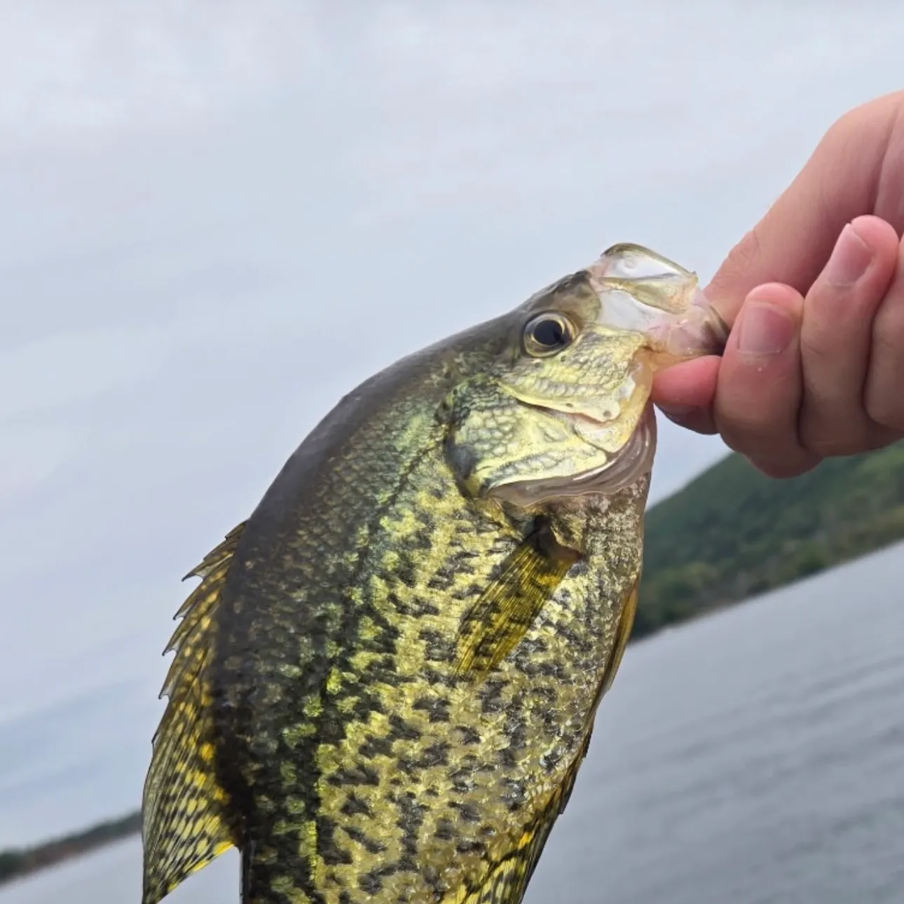 Black crappie caught on Fishbrain
