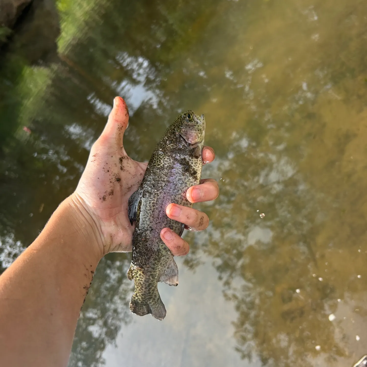 Rainbow trout caught on Fishbrain