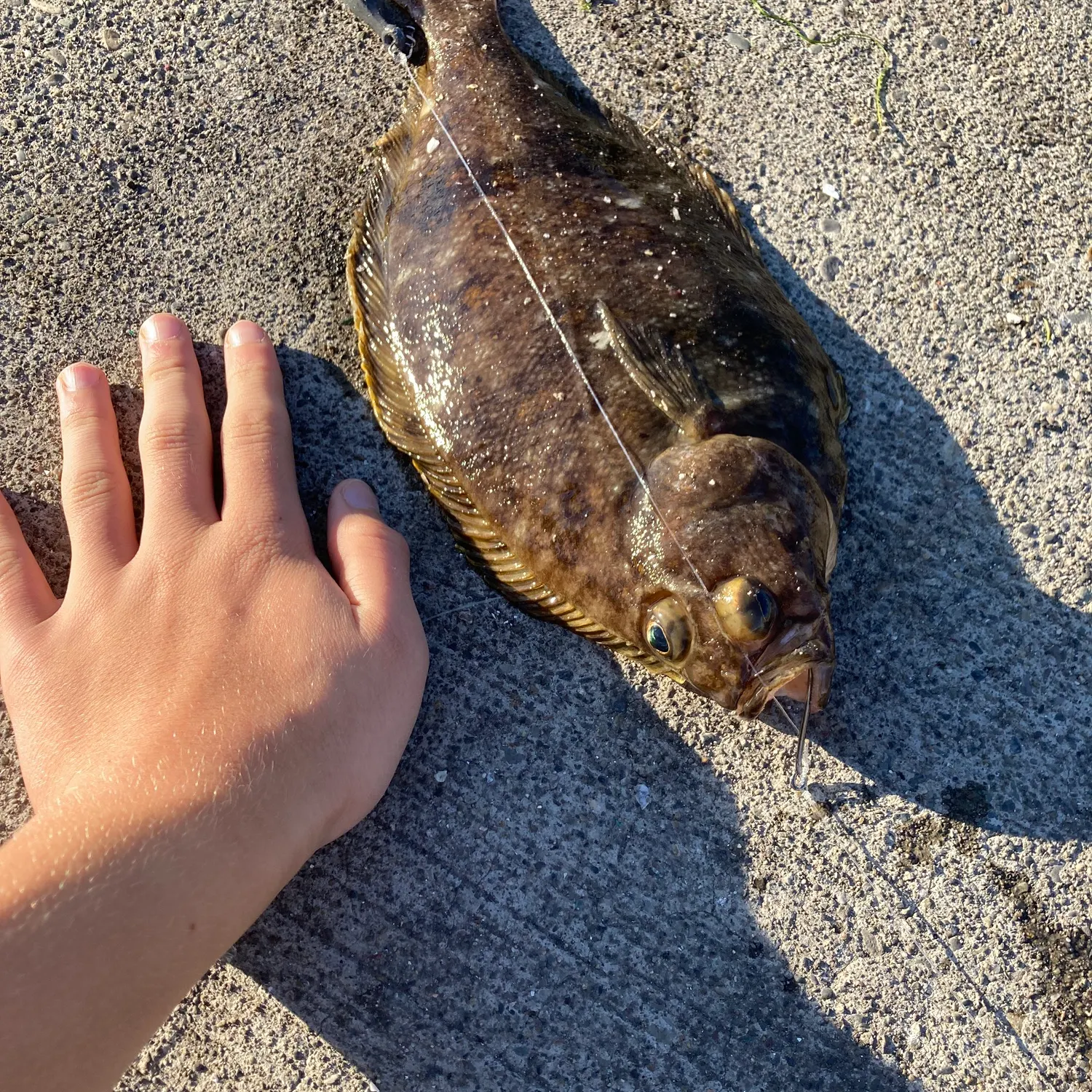 Starry flounder caught on Fishbrain