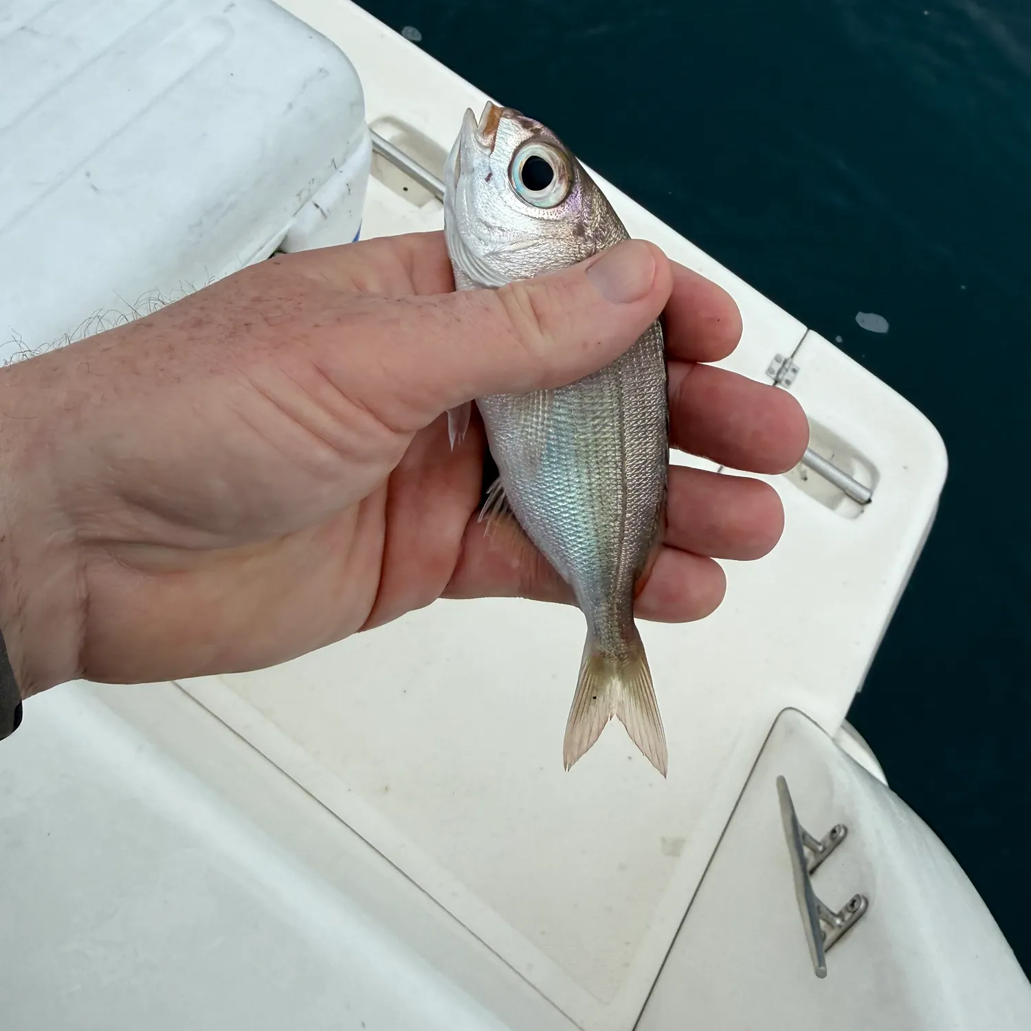 The most recent Blackspot seabream catches on Fishbrain