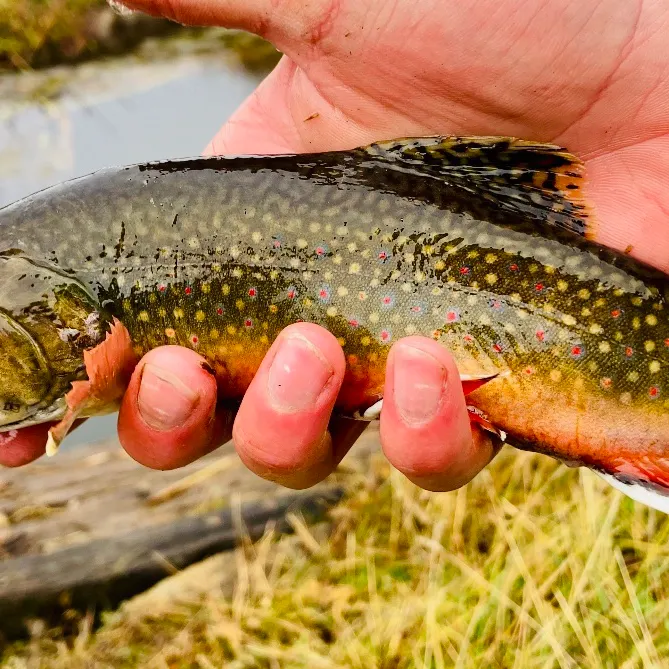 The most recent Brook trout catches on Fishbrain