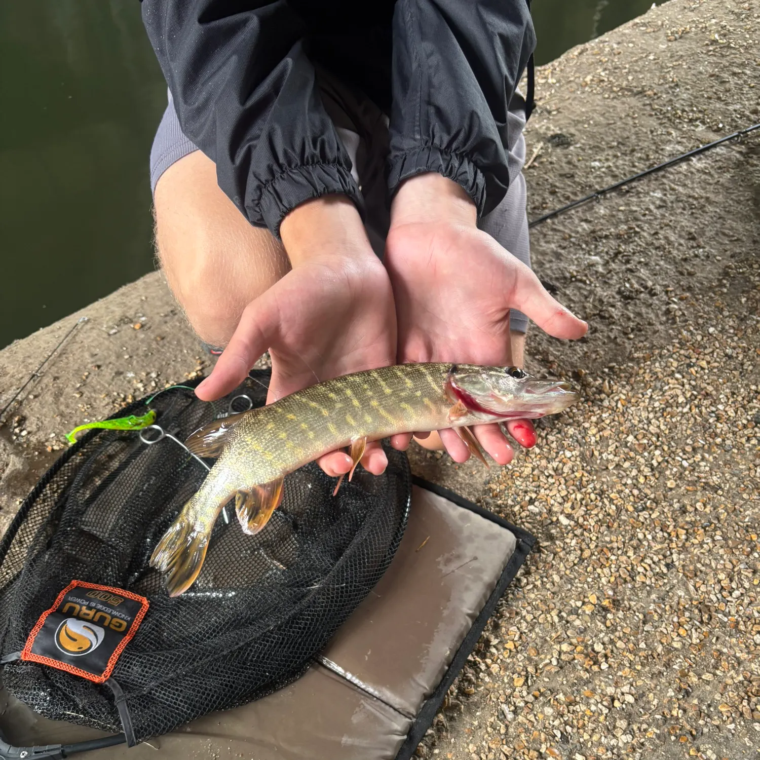 Northern pike caught on Fishbrain