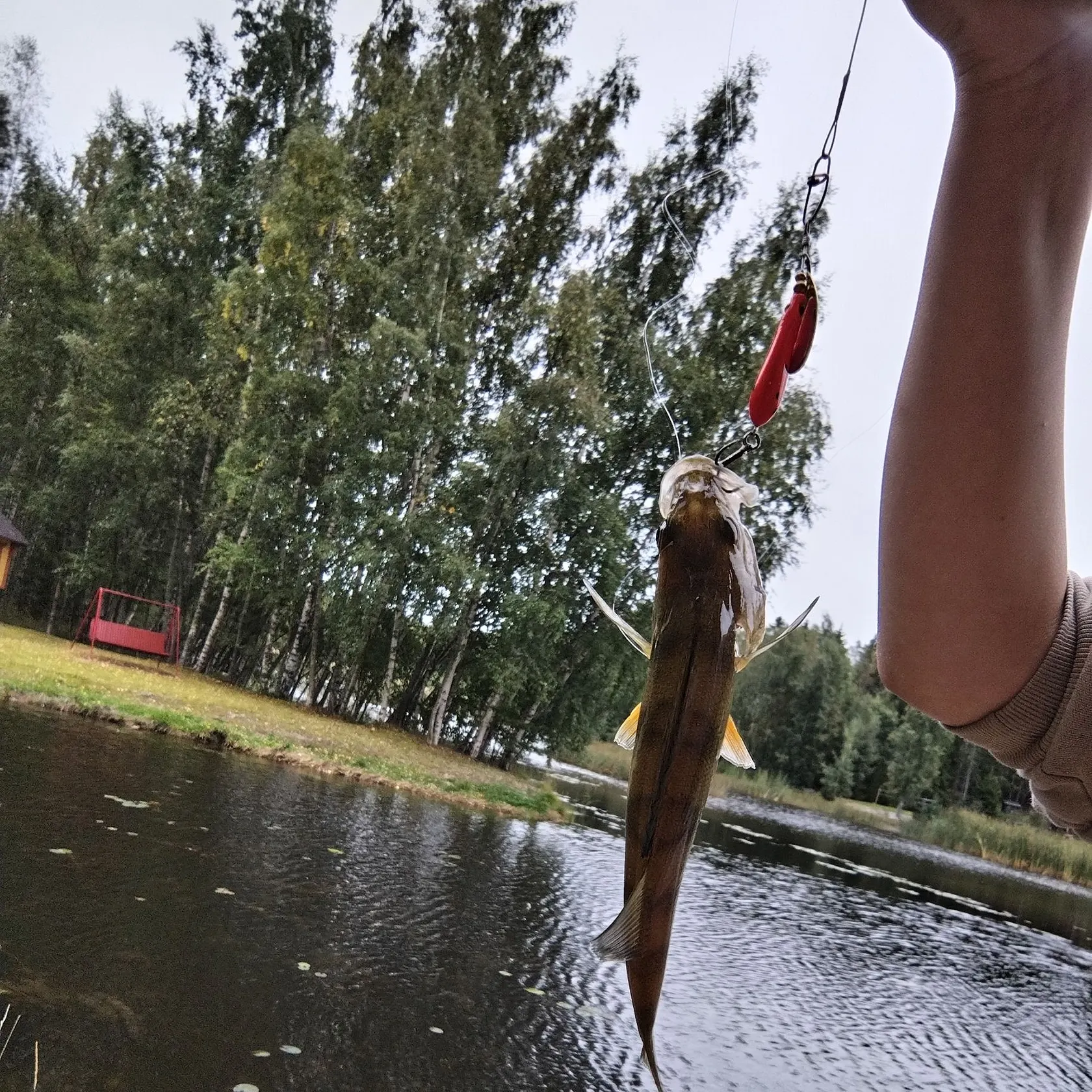European perch caught on Fishbrain