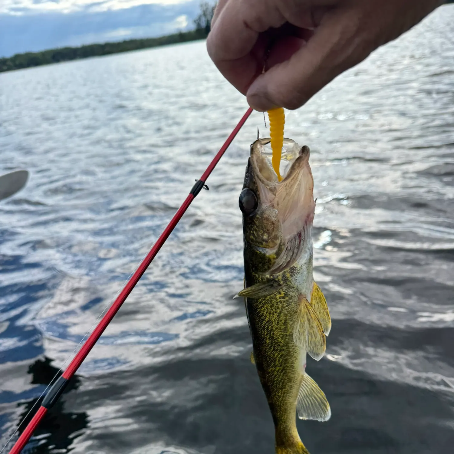 Walleye caught on Fishbrain