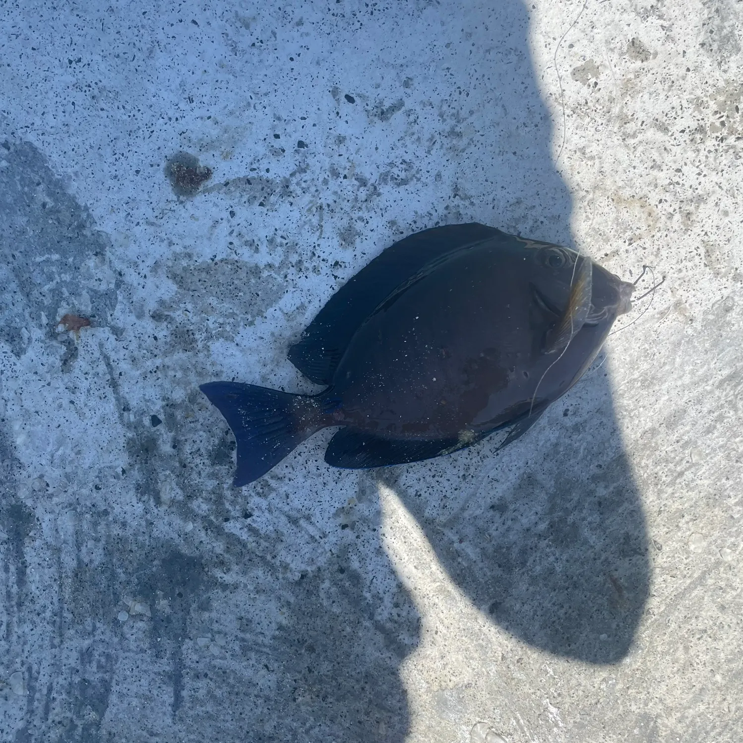 The most recent Doctorfish catches on Fishbrain
