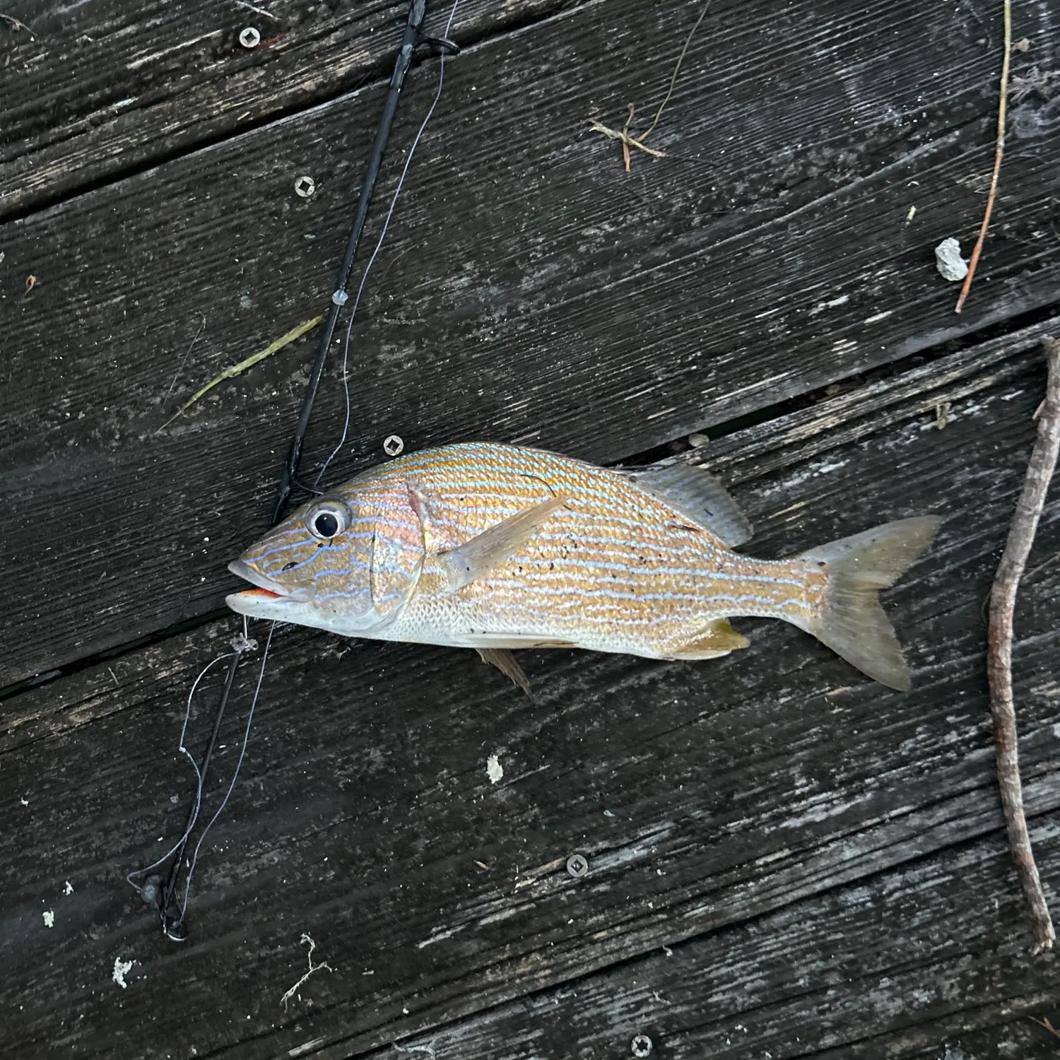 recently logged catches