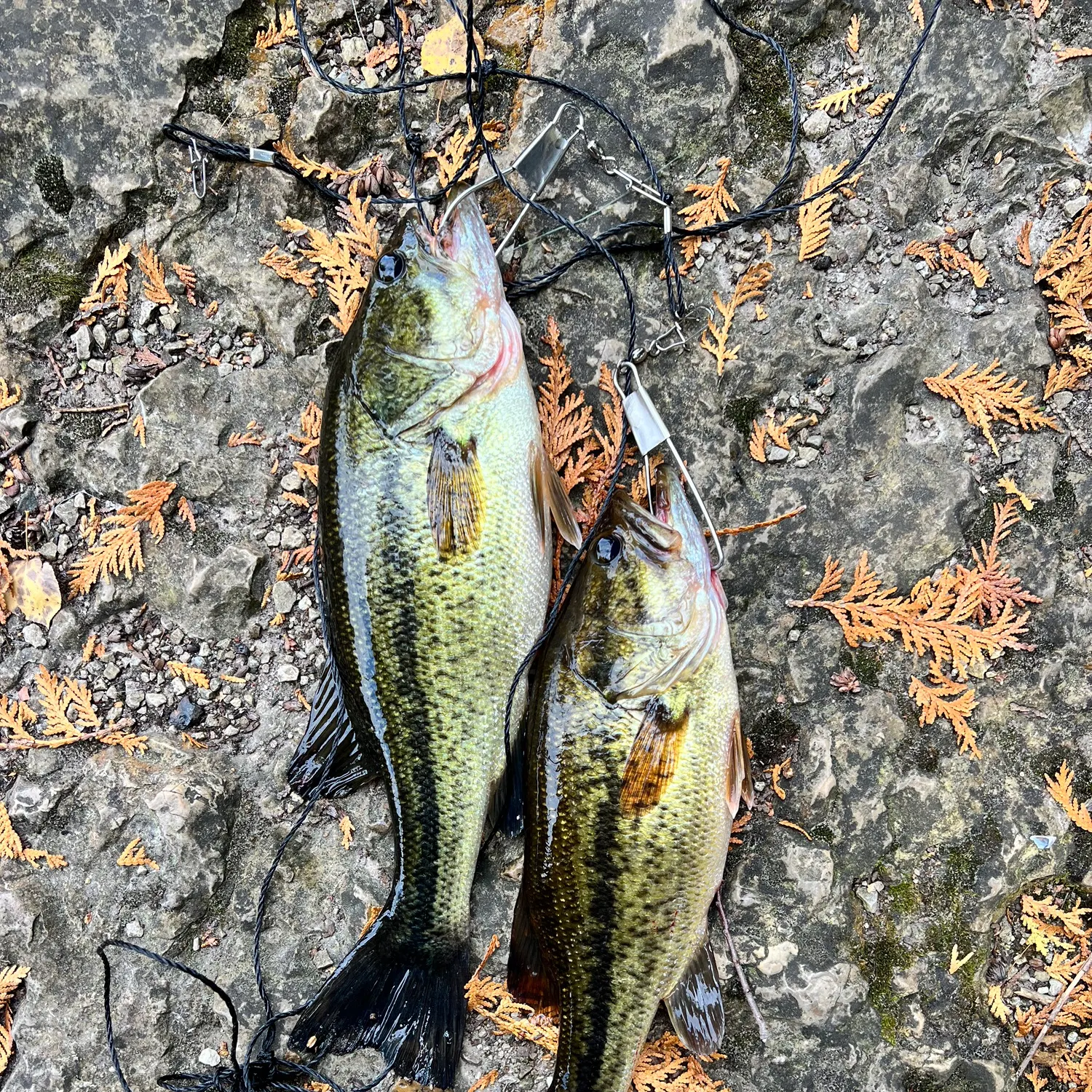 recently logged catches