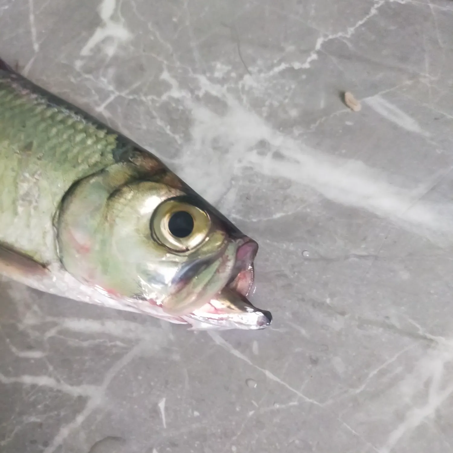 Indo-Pacific tarpon caught on Fishbrain