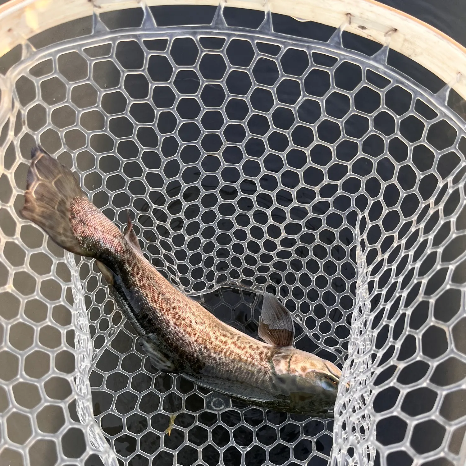 The most recent Tiger trout catches on Fishbrain