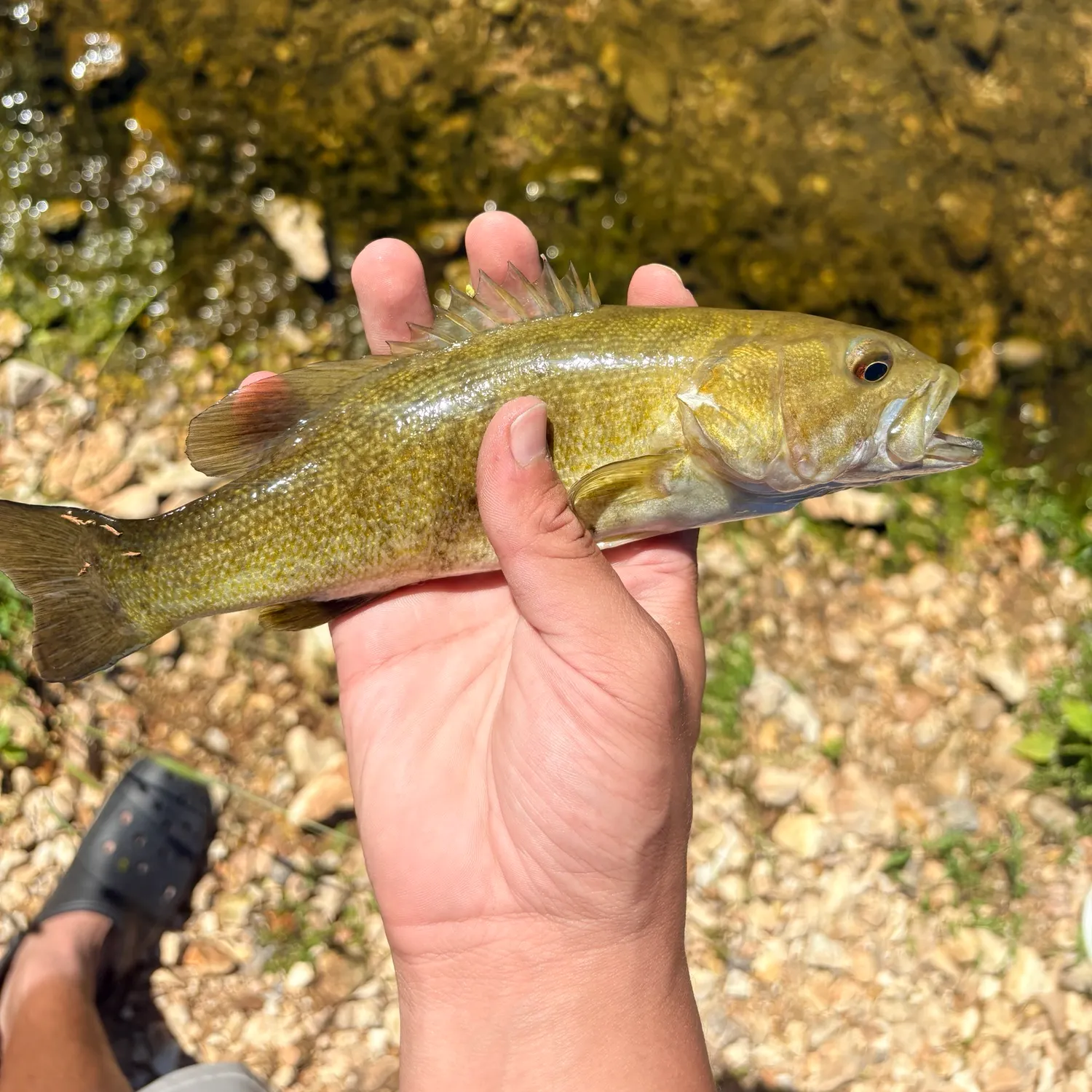 Smallmouth bass caught on Fishbrain