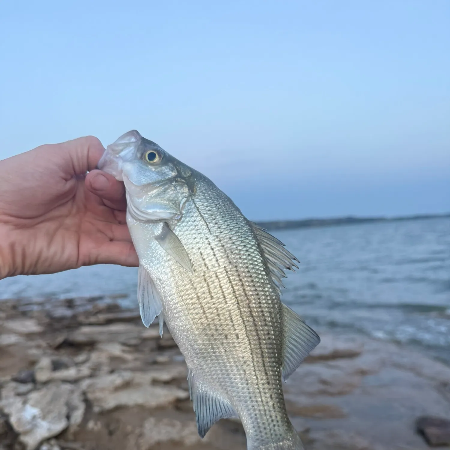 White bass caught on Fishbrain