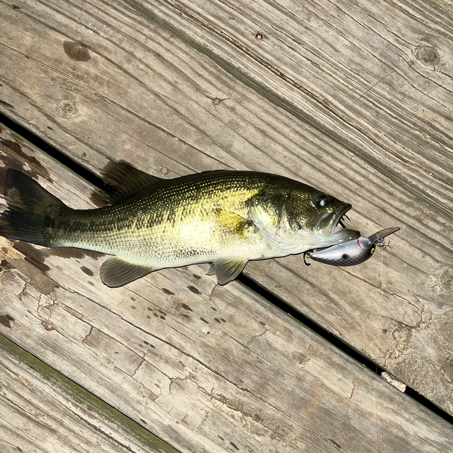 Largemouth bass caught on Fishbrain