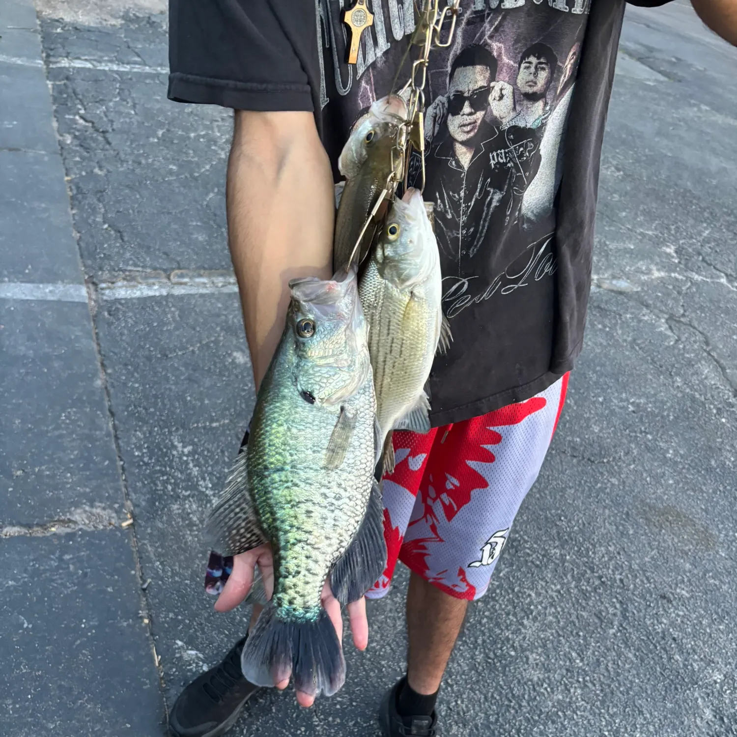 recently logged catches