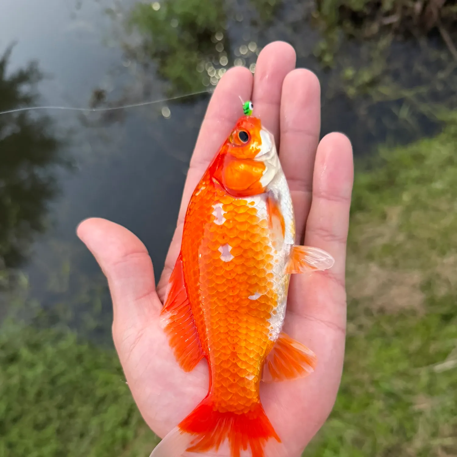 Goldfish caught on Fishbrain