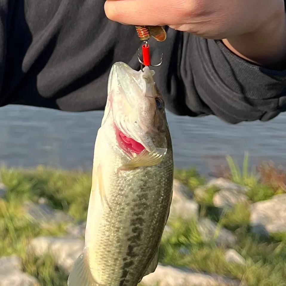 The most recent Largemouth bass catches on Fishbrain