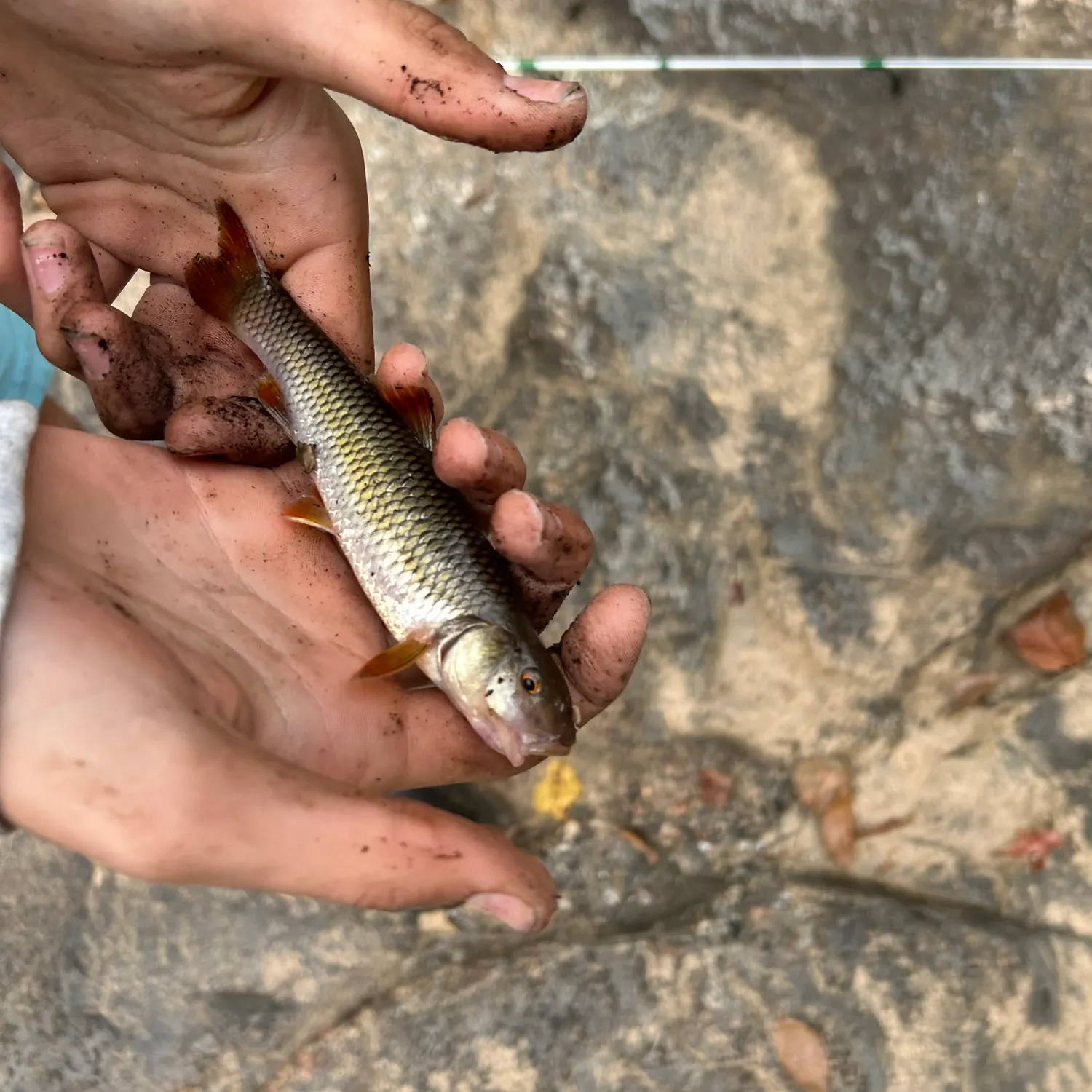 The most recent Redspot chub catches on Fishbrain