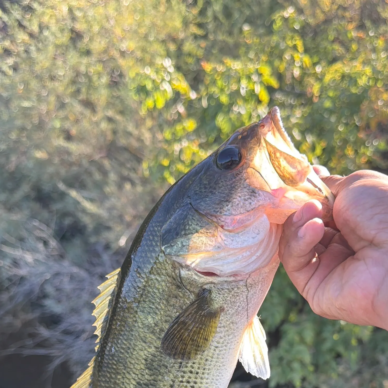 Fish caught on Fishbrain