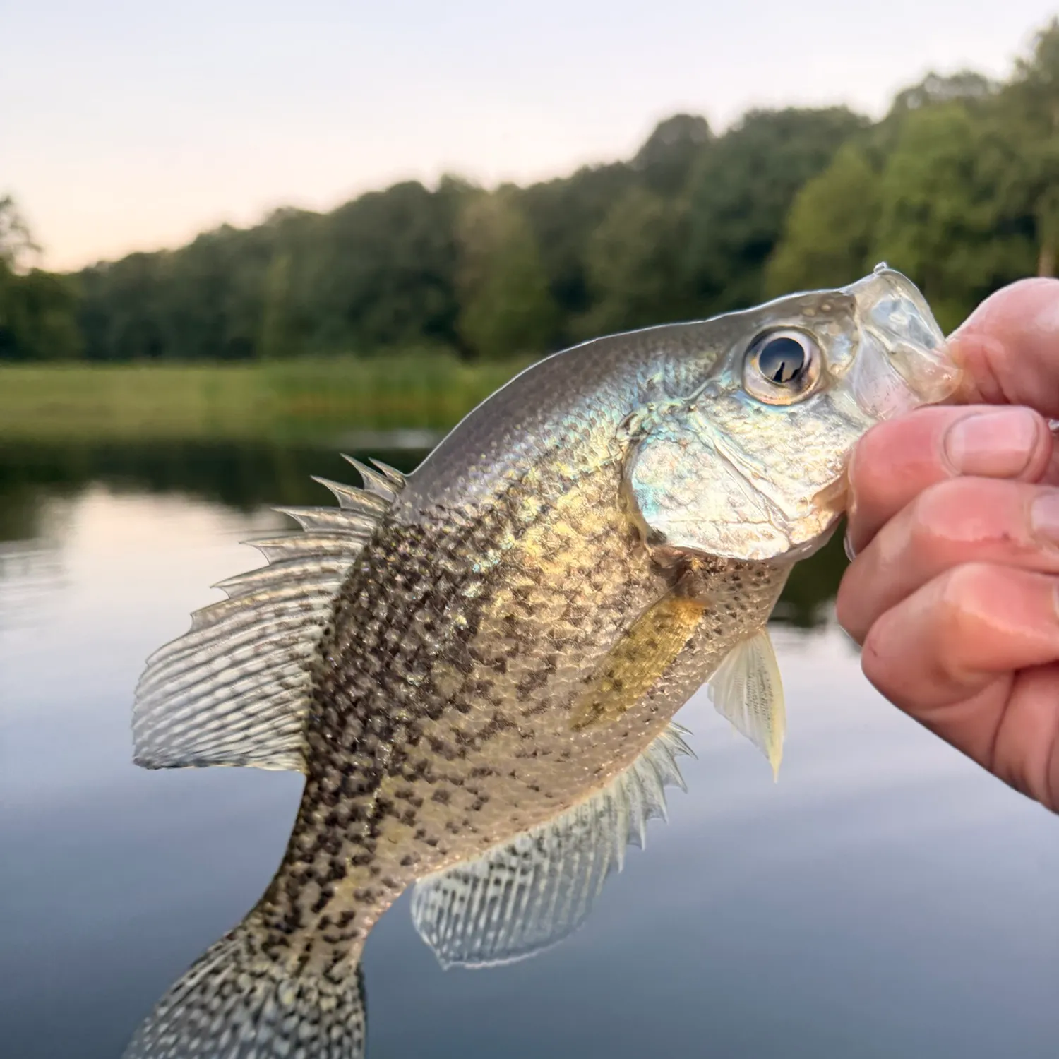 Black crappie caught on Fishbrain