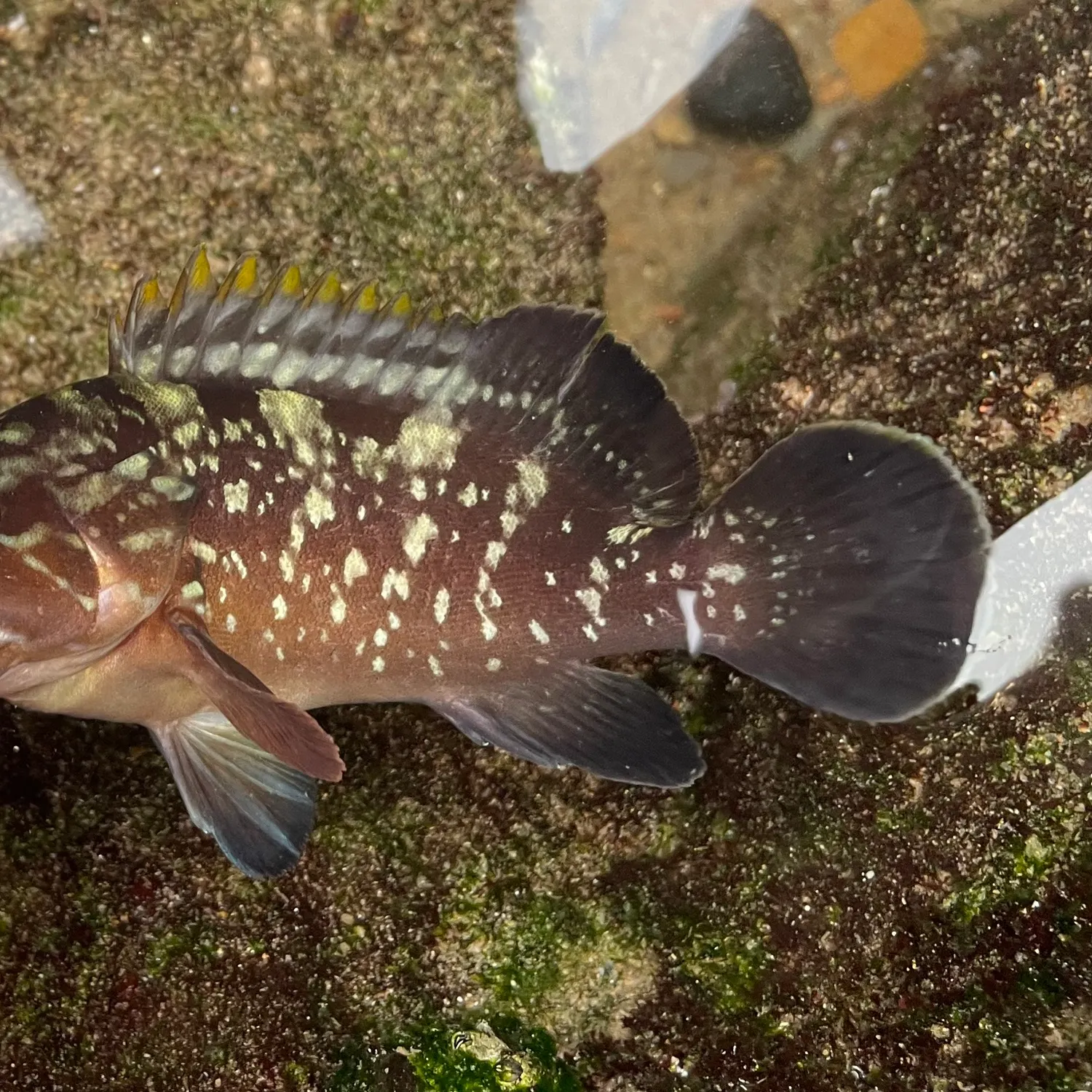 The most recent Dusky grouper catches on Fishbrain