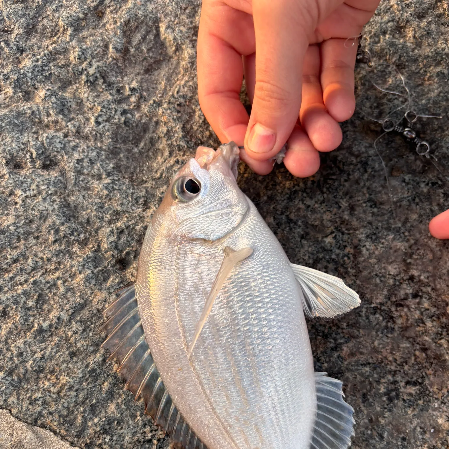 The most recent Black seabream catches on Fishbrain