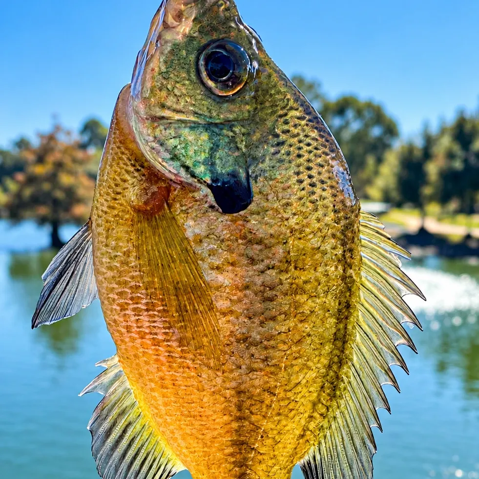 Bluegill caught on Fishbrain